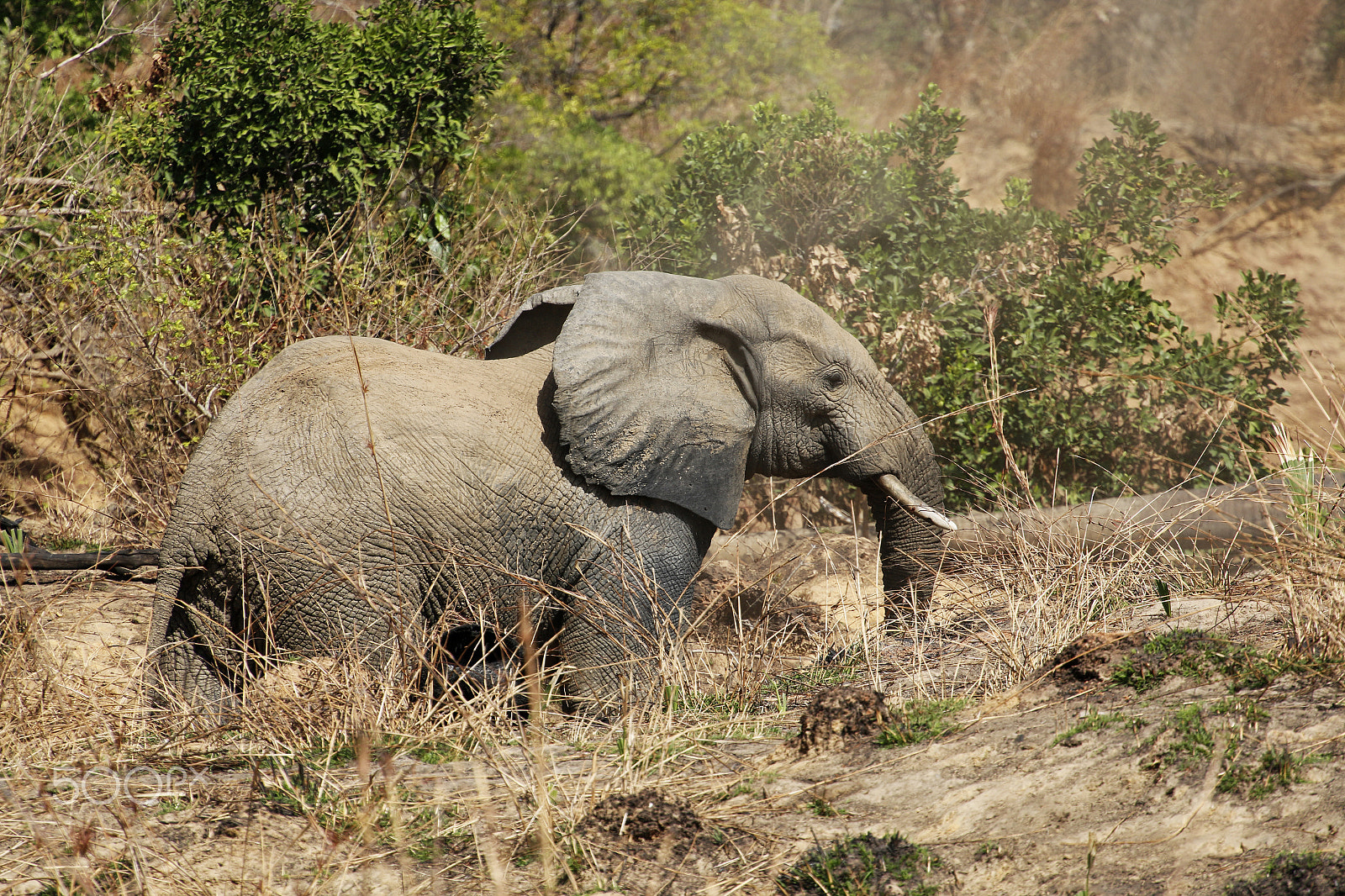 Canon EF 70-200mm F4L USM sample photo. West-african elephant pendjari parc photography