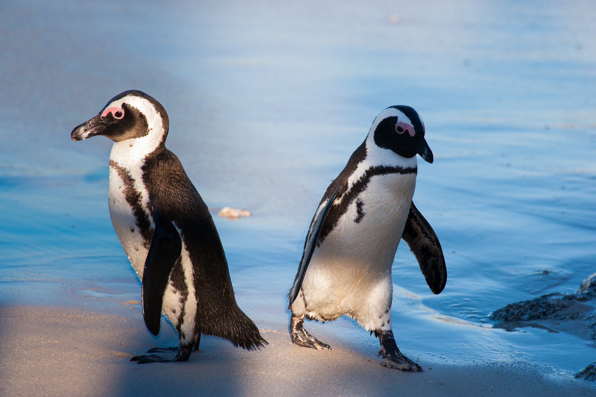 Nikon D700 + Nikon AF-S Nikkor 300mm F4D ED-IF sample photo. Two penguins at the beach photography