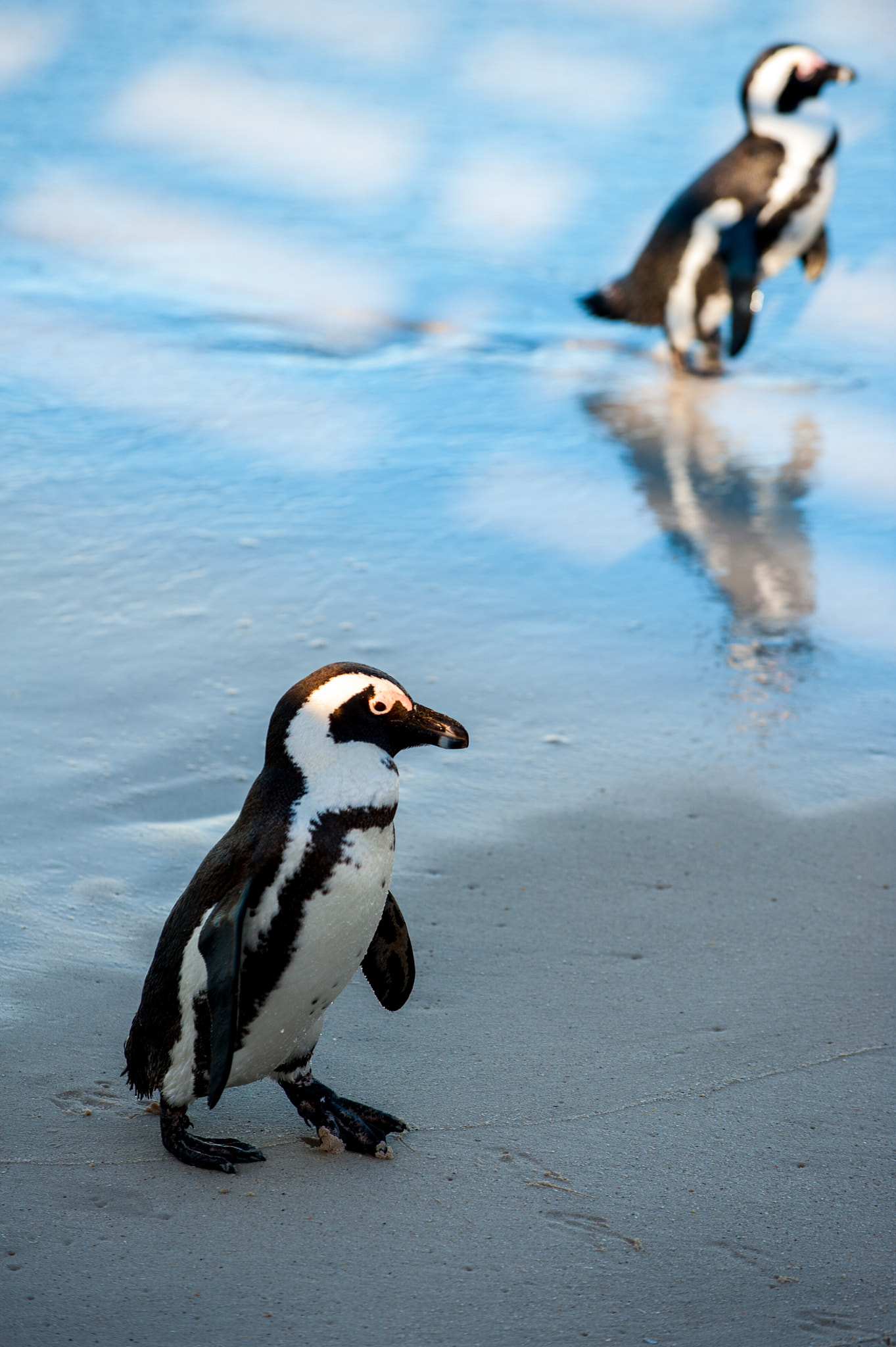 Nikon D3 sample photo. Two penguins at the beach photography