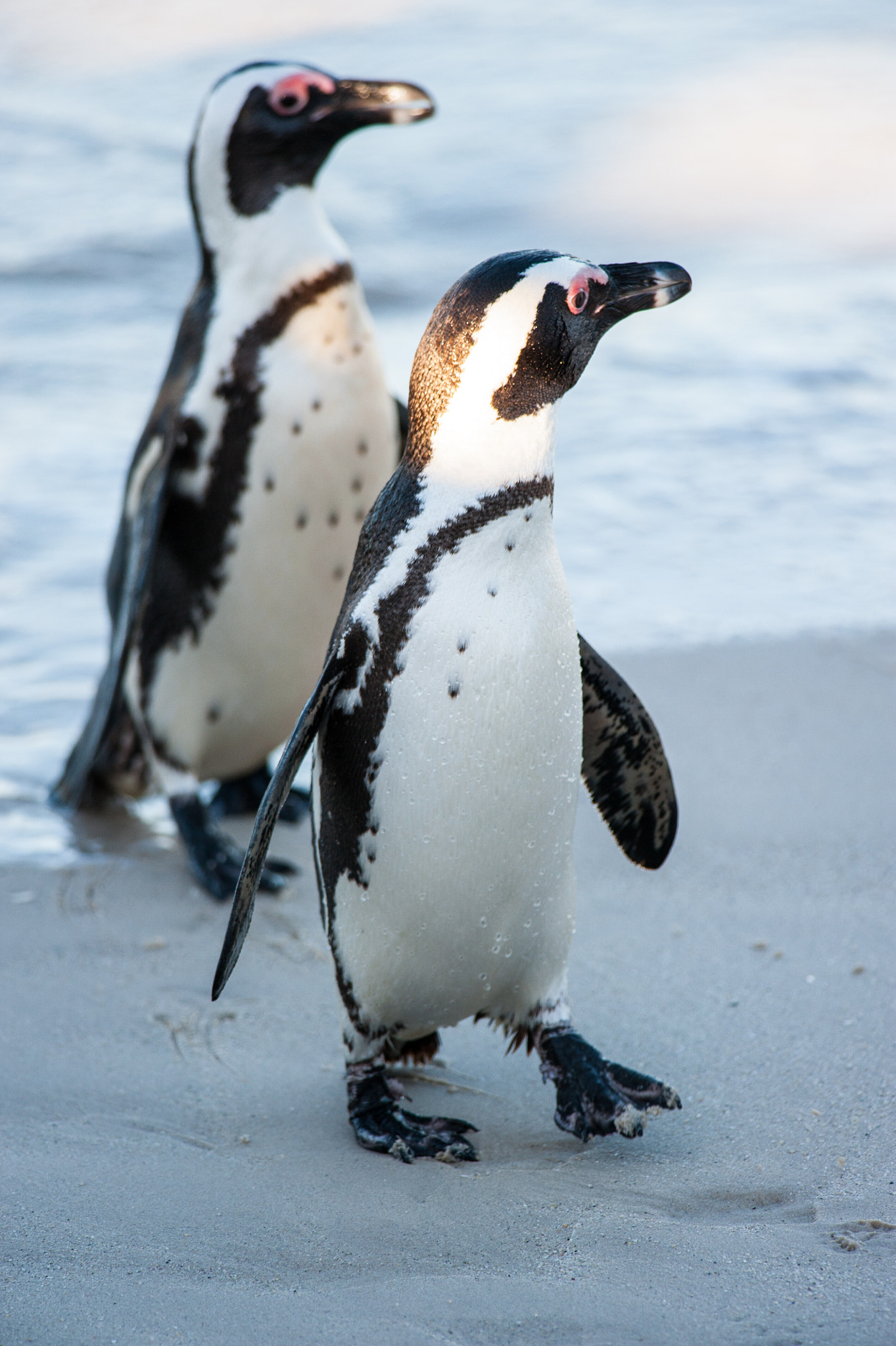 Nikon D700 + Nikon AF-S Nikkor 300mm F4D ED-IF sample photo. Two penguins entering the beach photography