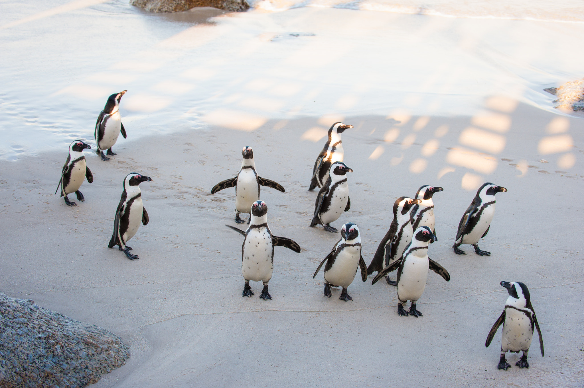 Nikon D3 sample photo. A family of penguins at the beach photography