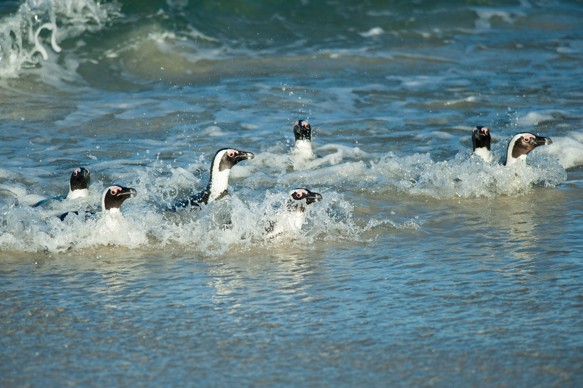 Nikon D700 + Nikon AF-S Nikkor 300mm F4D ED-IF sample photo. 7 penguins surfing at the beach photography