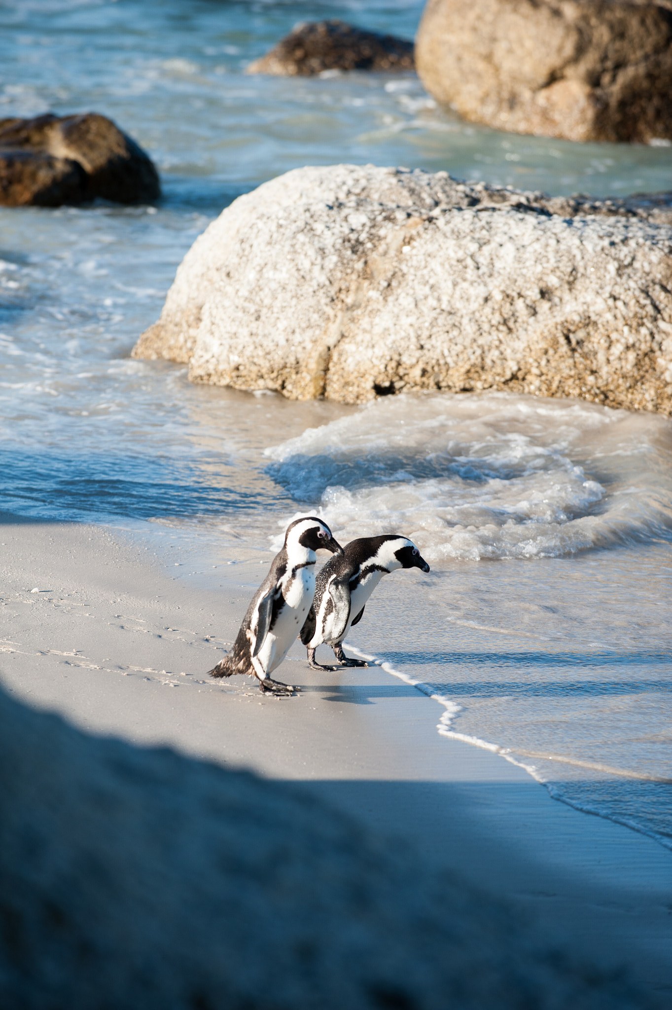Nikon D3 sample photo. Two tired penguins photography
