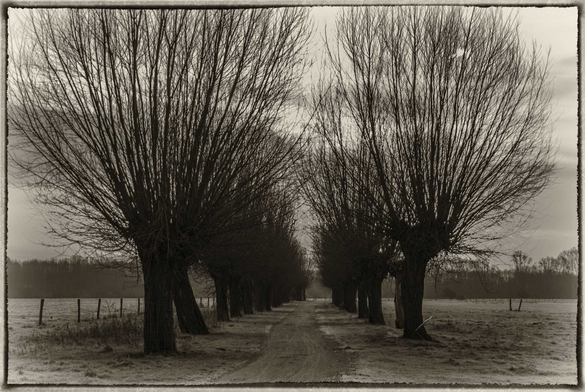 Nikon D200 sample photo. Willows in the morning photography
