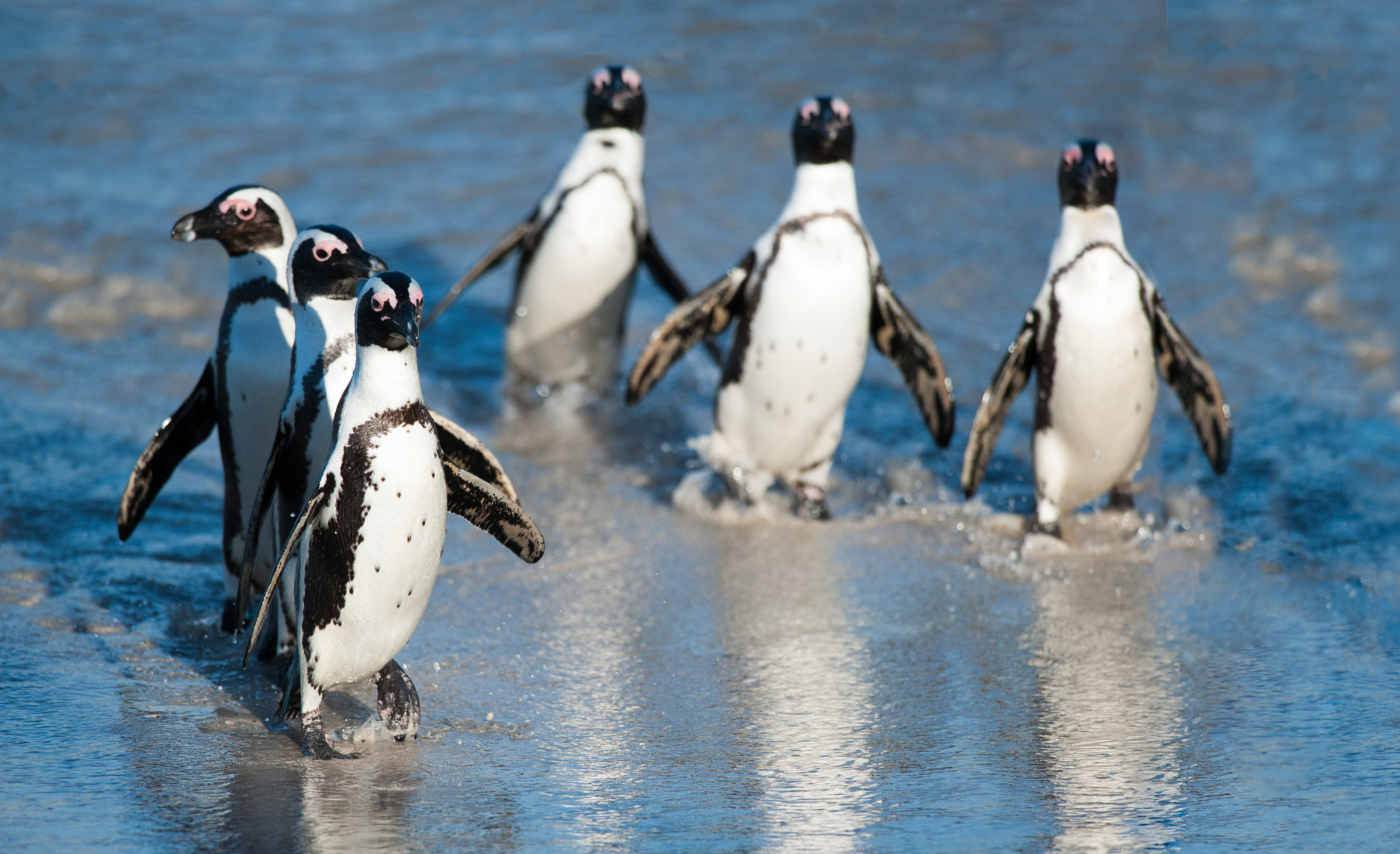 Nikon D700 + Nikon AF-S Nikkor 300mm F4D ED-IF sample photo. Six happy feet on the beach photography