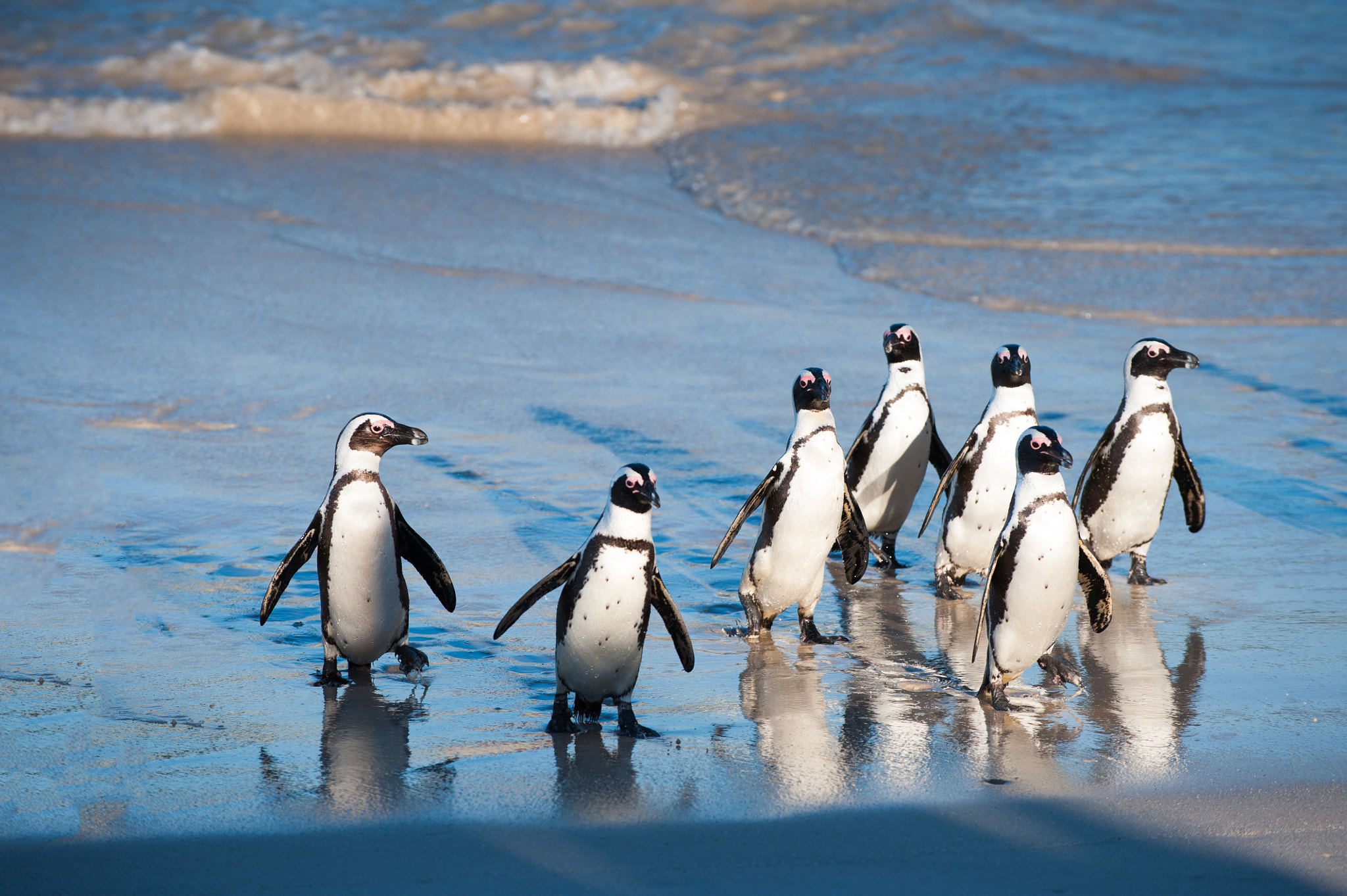 Nikon D3 sample photo. Seven penguins reaching the beach photography