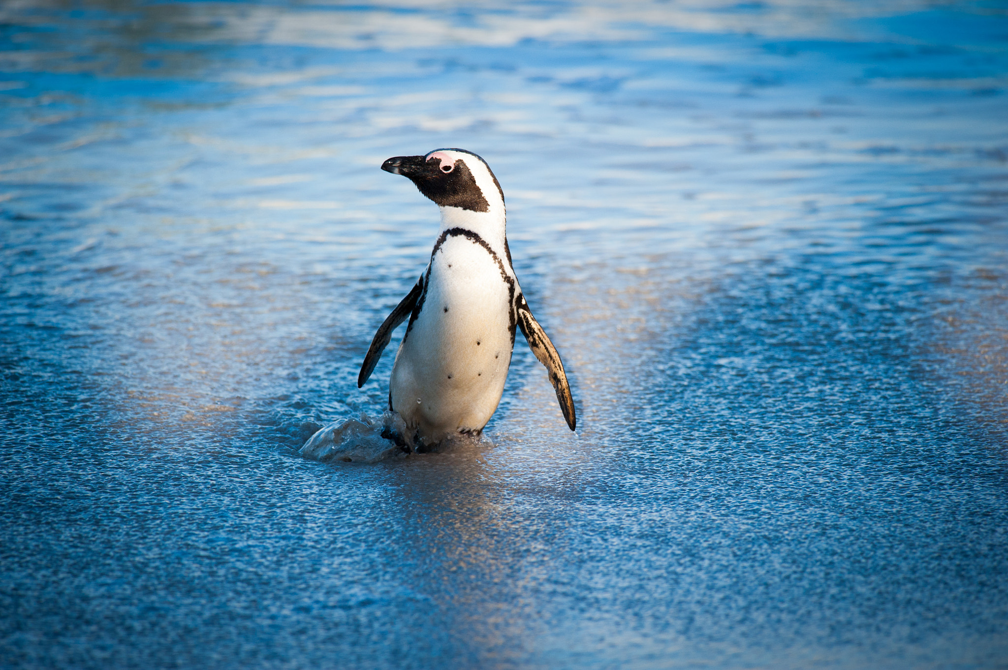 Nikon D700 sample photo. Penguin walking out of the sea photography
