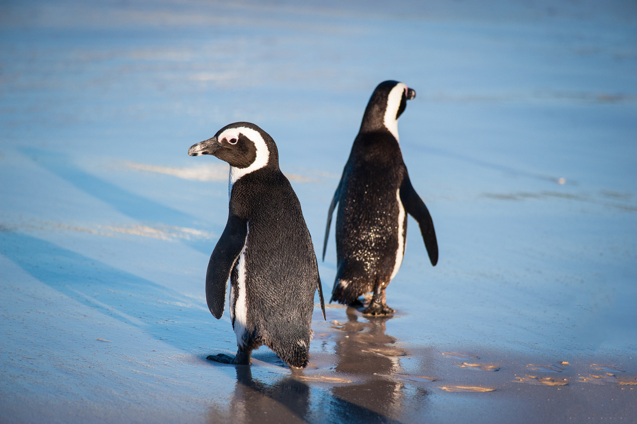 Nikon D700 + Nikon AF-S Nikkor 300mm F4D ED-IF sample photo. Two penguins looking araound at the beach photography