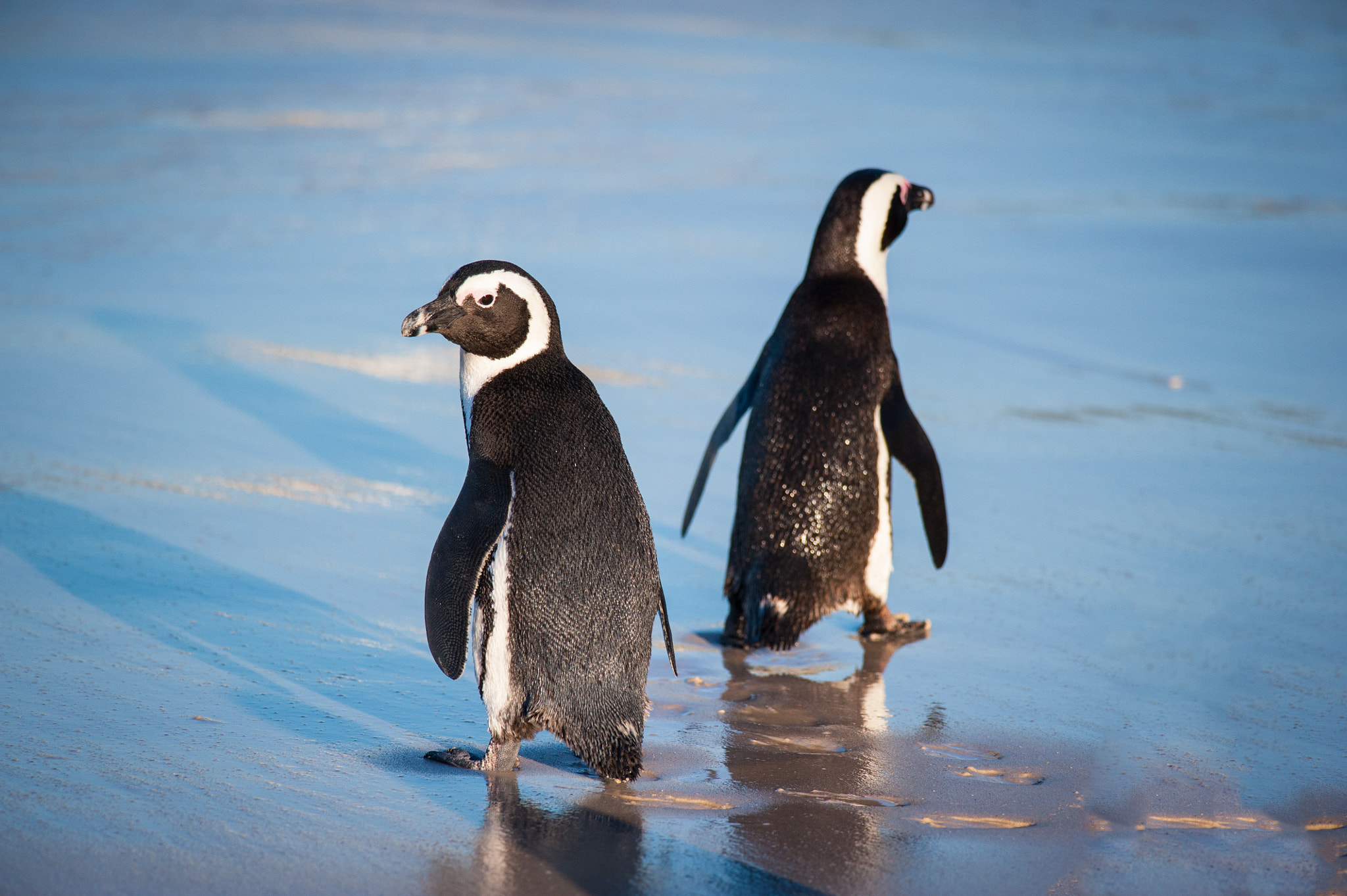 Nikon D700 + Nikon AF-S Nikkor 300mm F4D ED-IF sample photo. Two penguins walkin in the water of the sa photography