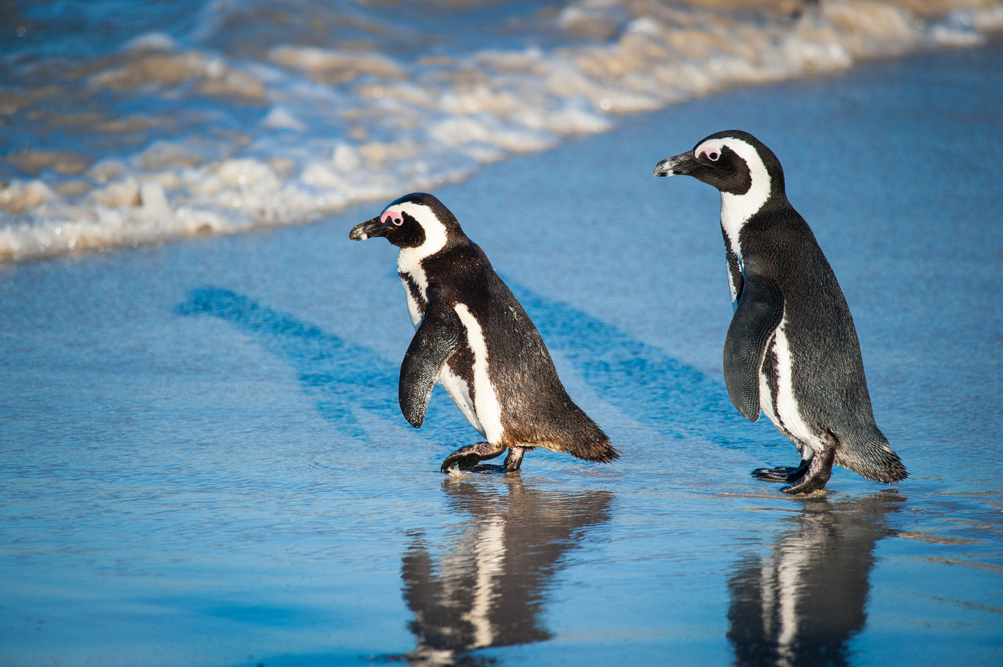Nikon D700 sample photo. Two penguins walking towards the sea photography