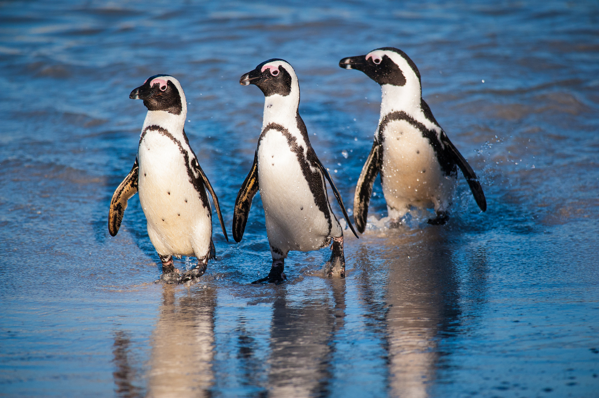 Nikon D700 + Nikon AF-S Nikkor 300mm F4D ED-IF sample photo. Three penguins walking towards the beach photography