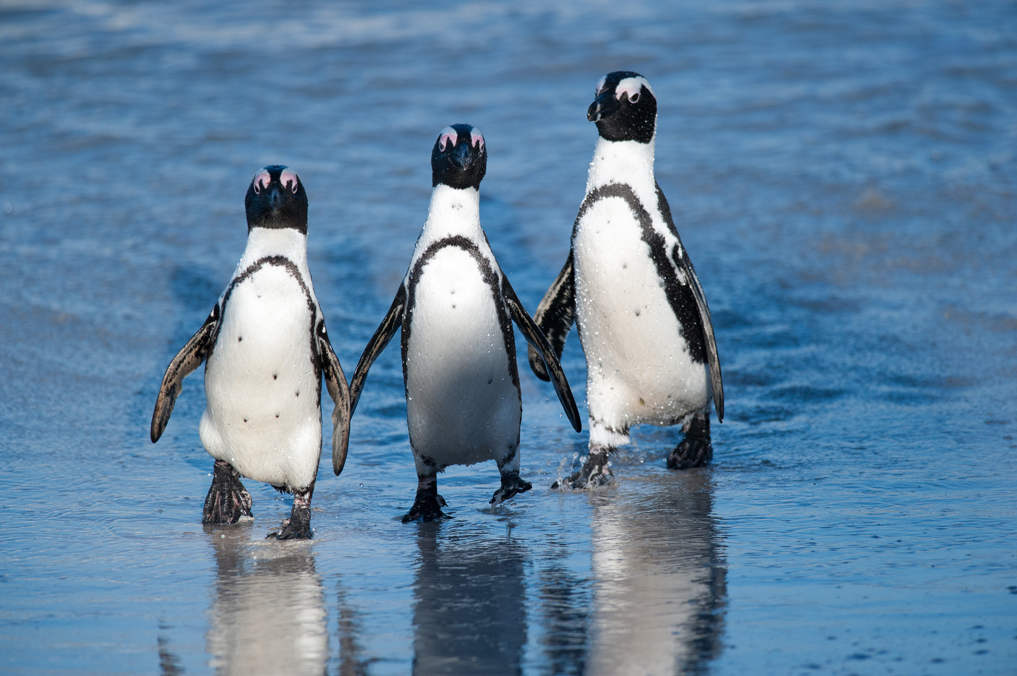 Nikon D700 + Nikon AF-S Nikkor 300mm F4D ED-IF sample photo. Three penguins walking towards the beach photography