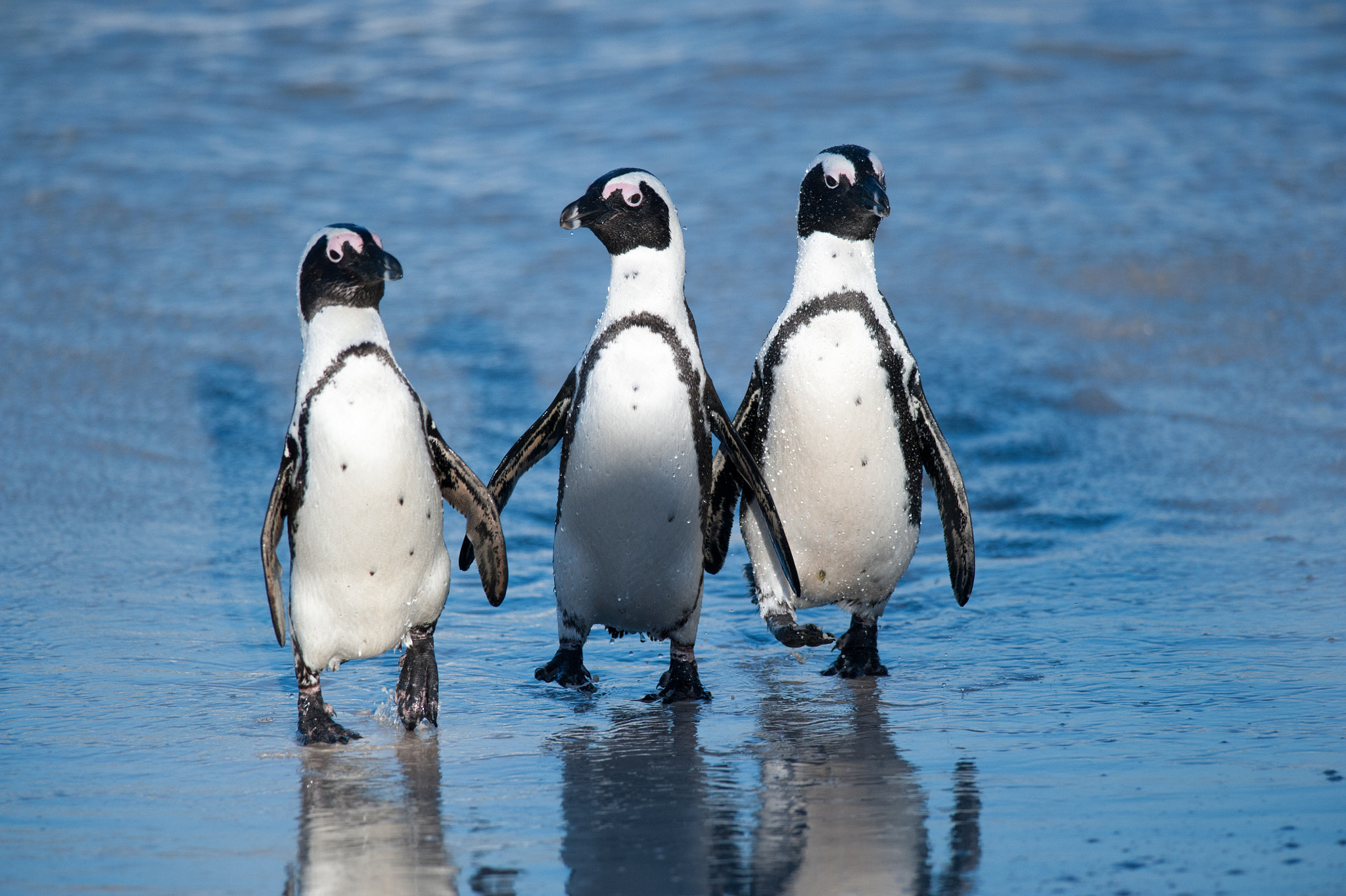 Nikon D700 + Nikon AF-S Nikkor 300mm F4D ED-IF sample photo. Three happy feet photography