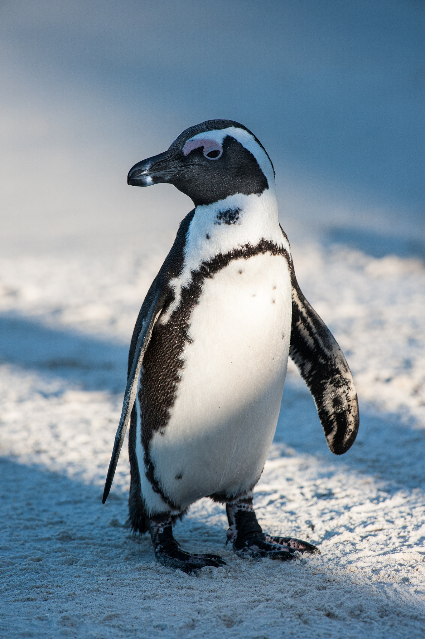 Nikon D700 + Nikon AF-S Nikkor 300mm F4D ED-IF sample photo. Happy looking penguin photography