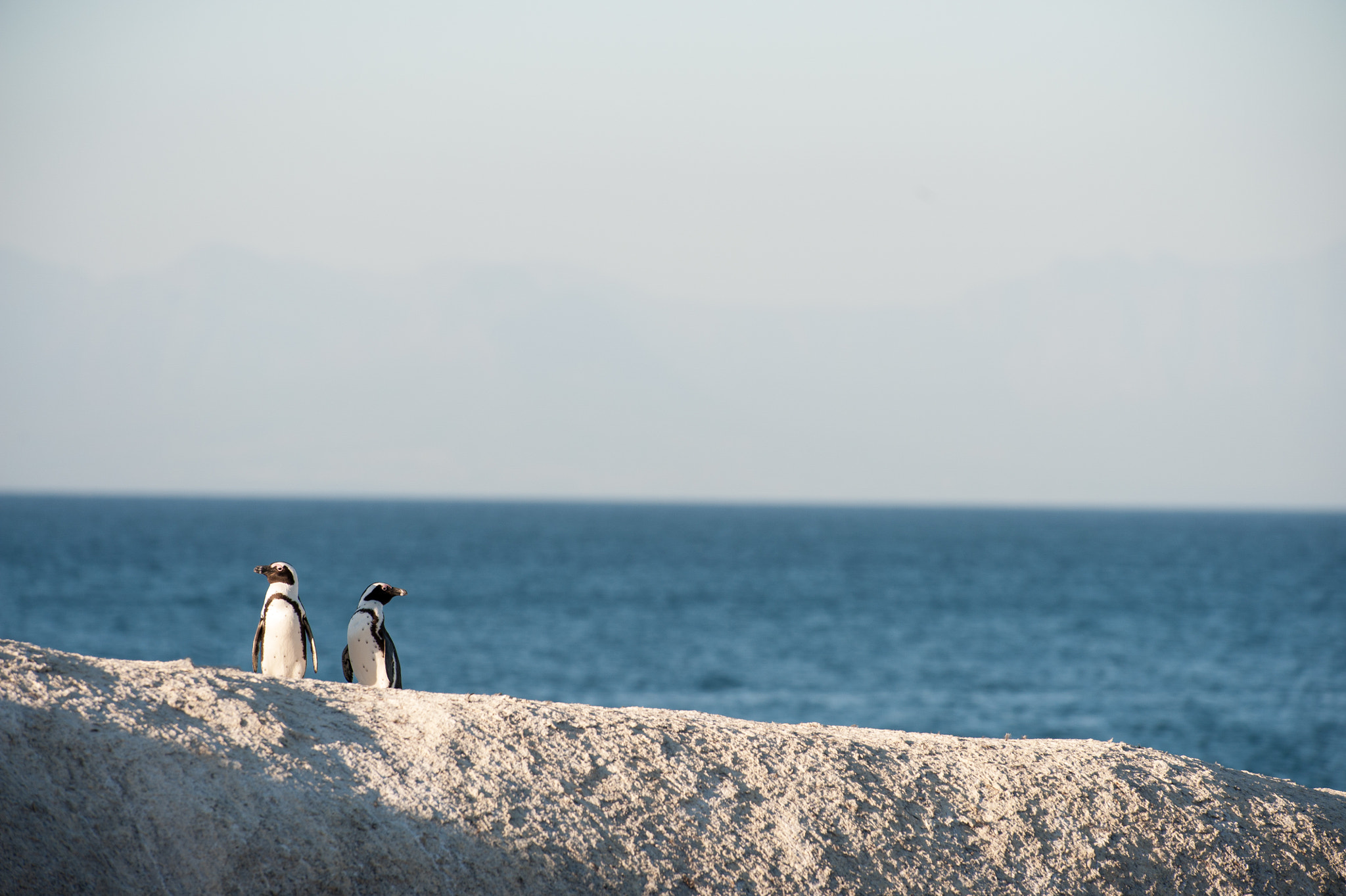 Nikon D3 sample photo. Two penguins at sunset on a rock photography