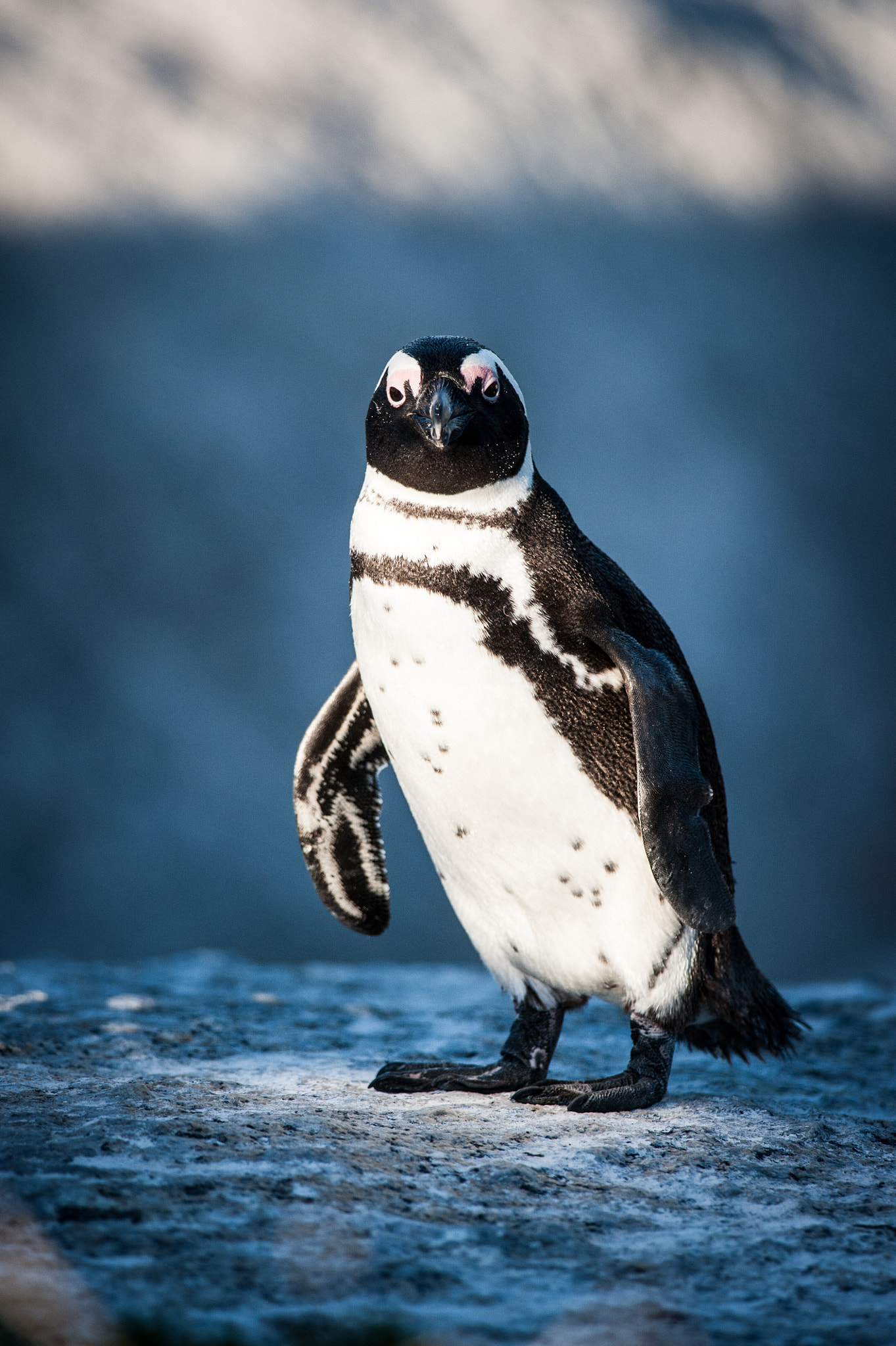 Nikon D700 + Nikon AF-S Nikkor 300mm F4D ED-IF sample photo. Penguin standing on a rock photography