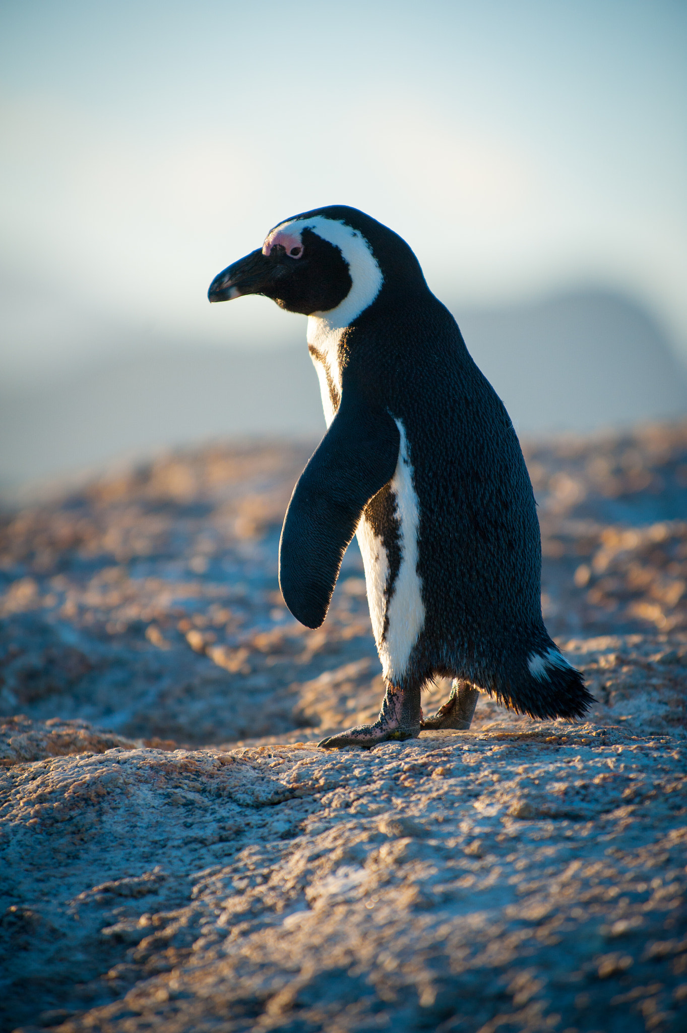 Nikon D3 sample photo. Penguin standing in the sunshine on a rock photography