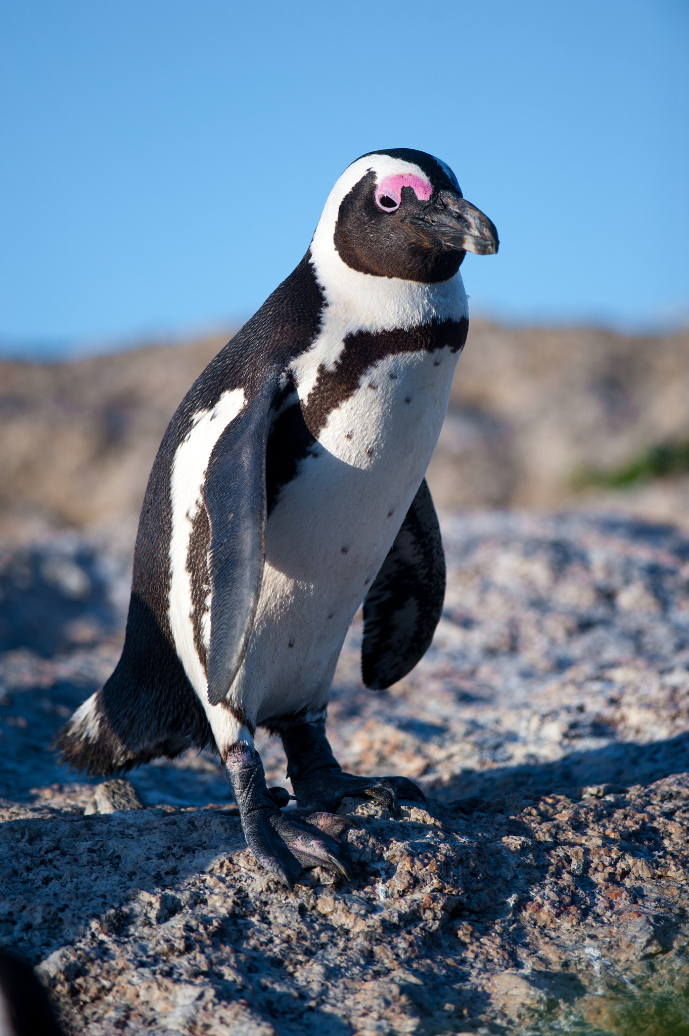 Nikon D700 + Nikon AF-S Nikkor 300mm F4D ED-IF sample photo. Penguin standing on a rock photography