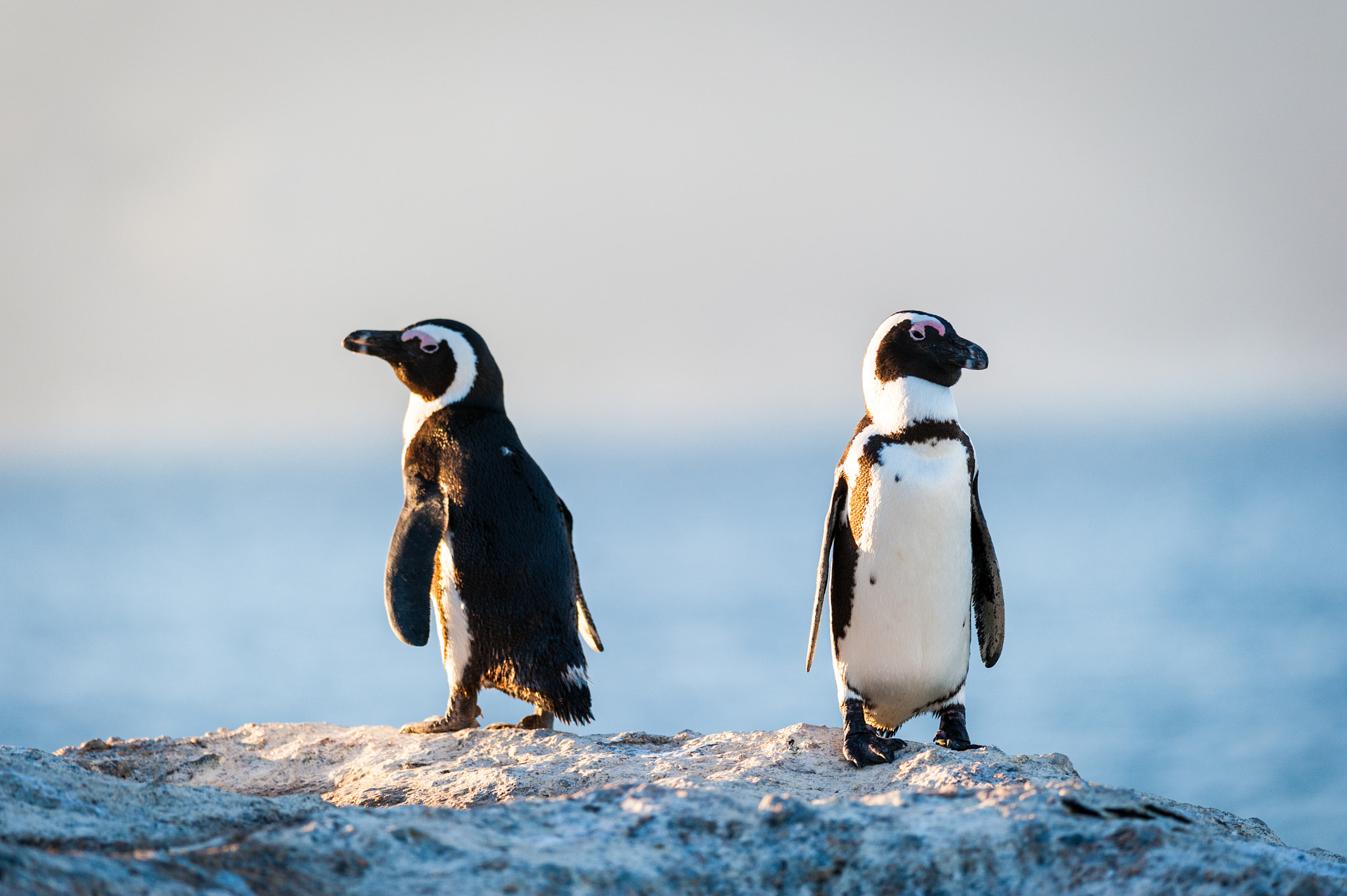 Nikon D700 + Nikon AF-S Nikkor 300mm F4D ED-IF sample photo. Two penguins standing in the sunshine photography
