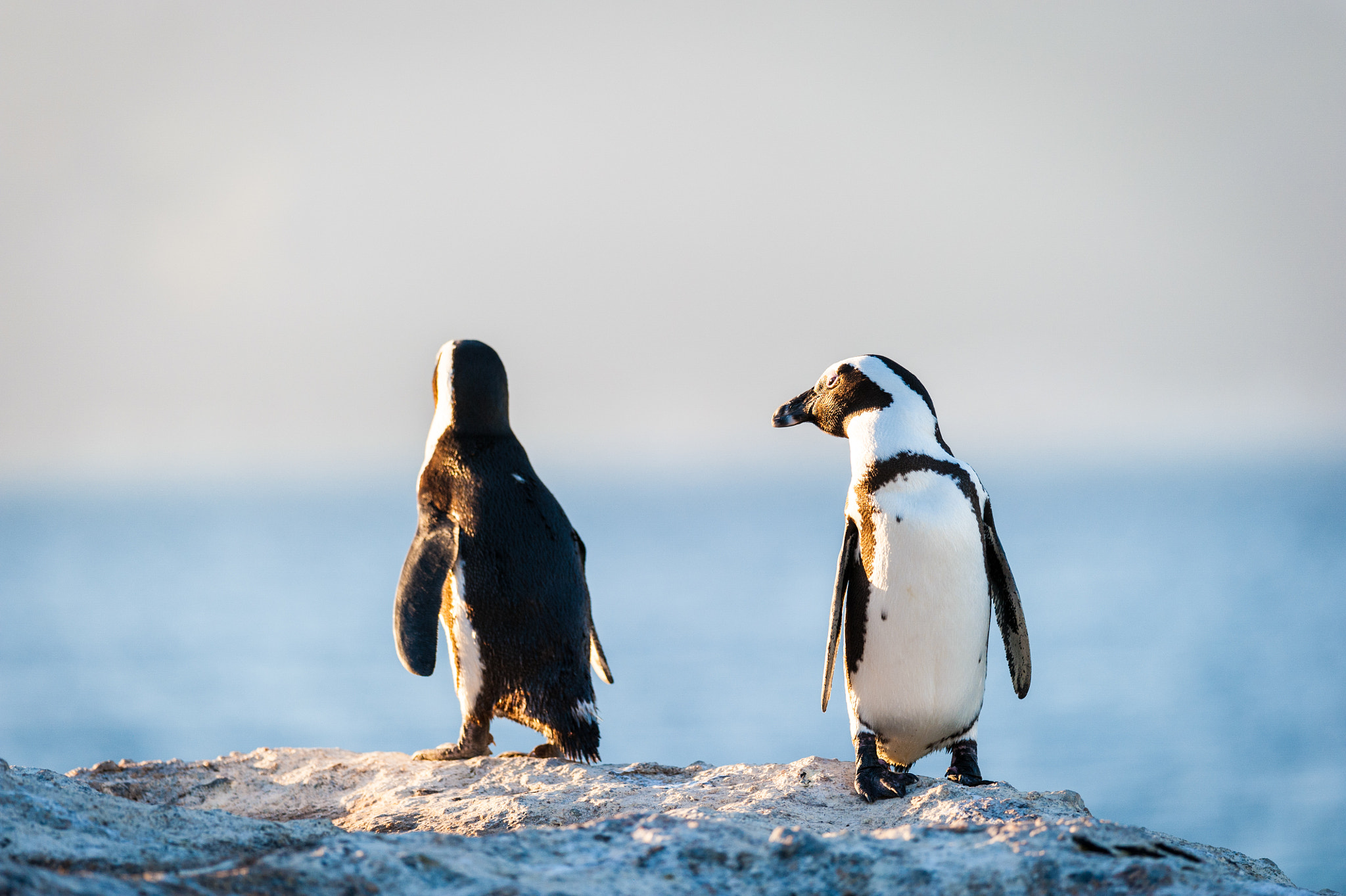Nikon D700 + Nikon AF-S Nikkor 300mm F4D ED-IF sample photo. Two penguins standing in the sunshine photography