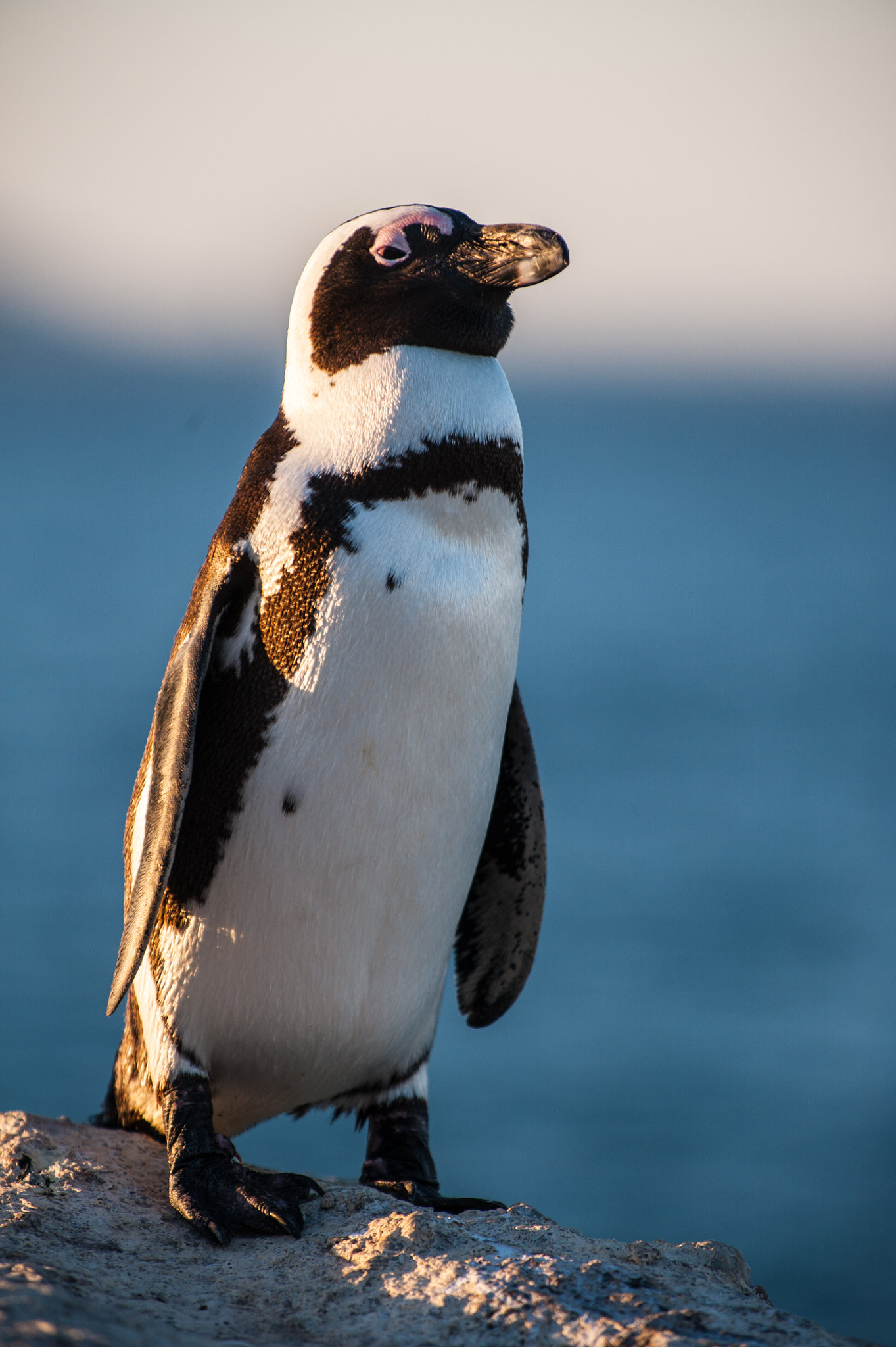 Nikon D3 sample photo. Sleepy penguin standing in the sunshine photography