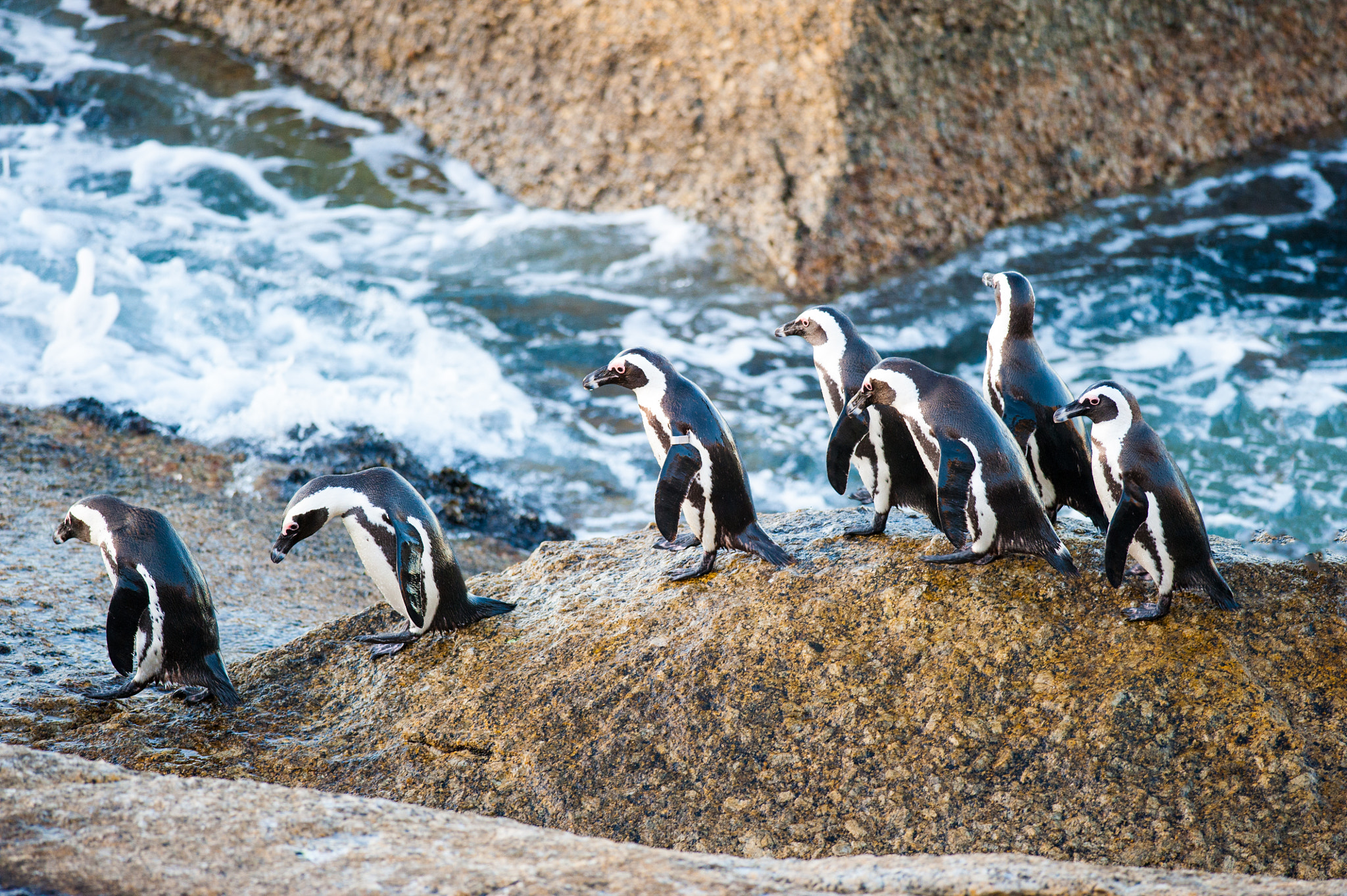 Nikon D700 + Nikon AF-S Nikkor 300mm F4D ED-IF sample photo. Eight penguins walking over a roch towards the sea photography