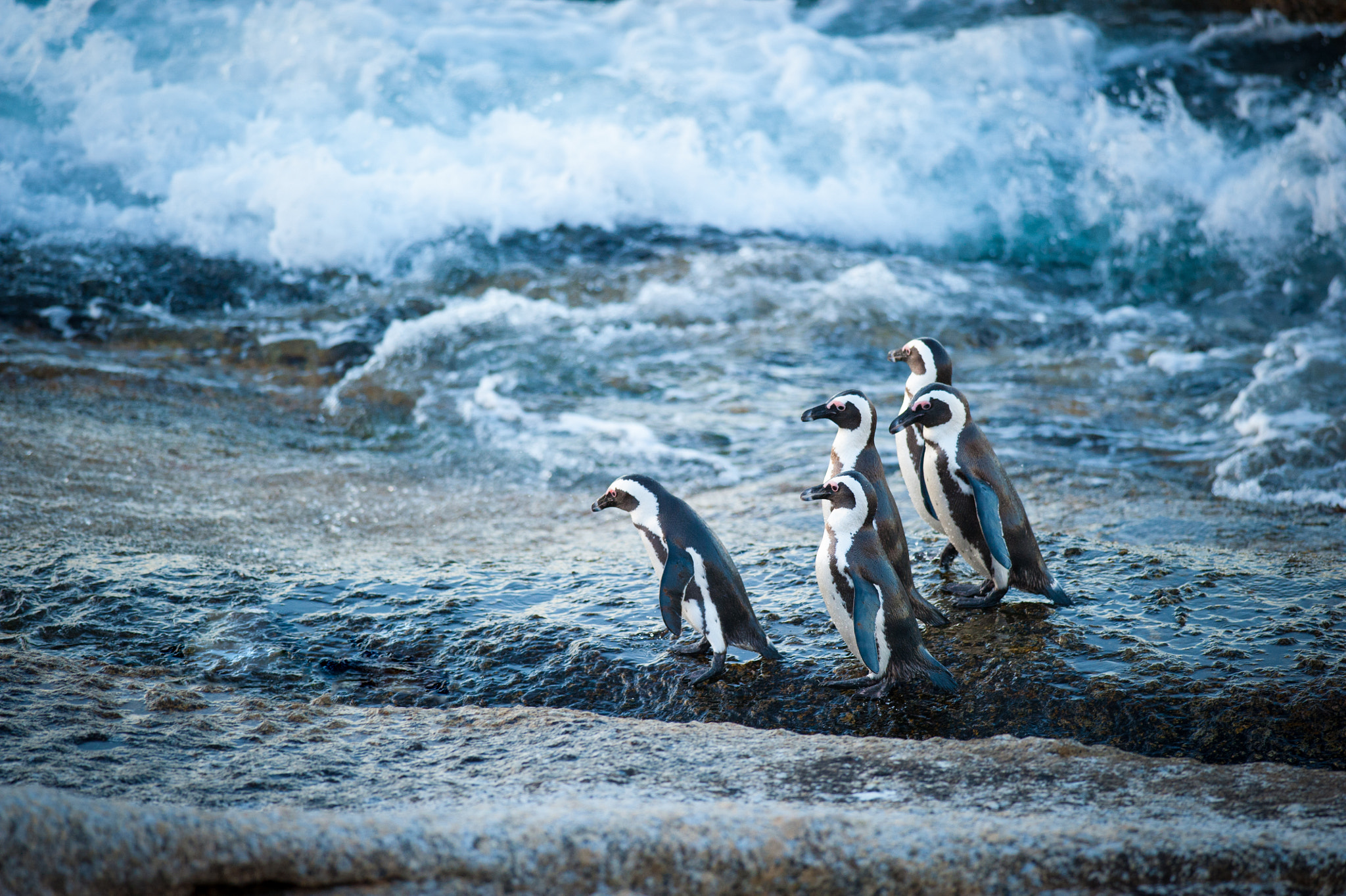 Nikon D700 sample photo. Five penguins walking at the sea photography