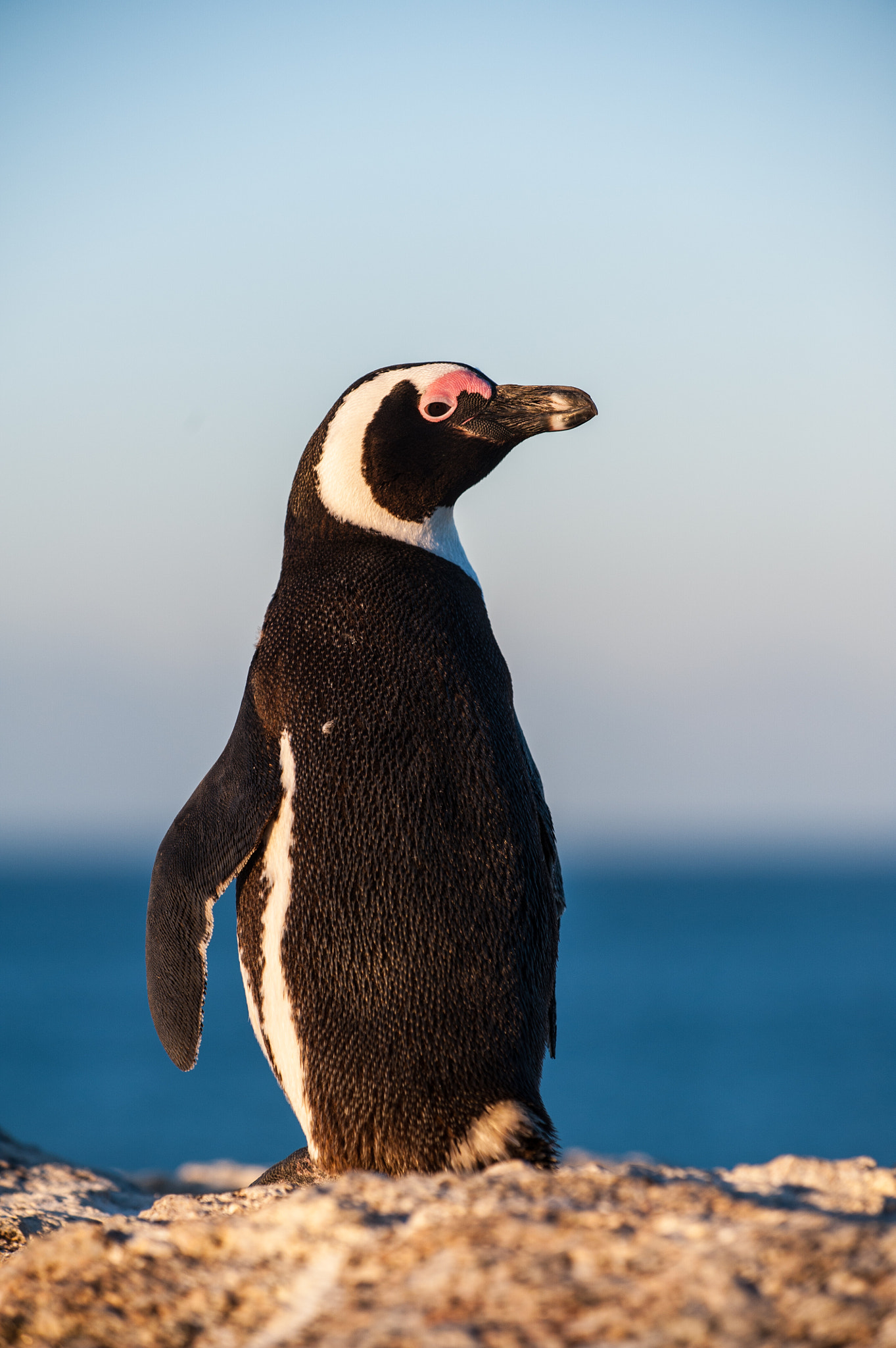 Nikon D3 sample photo. Penguin looking behind photography