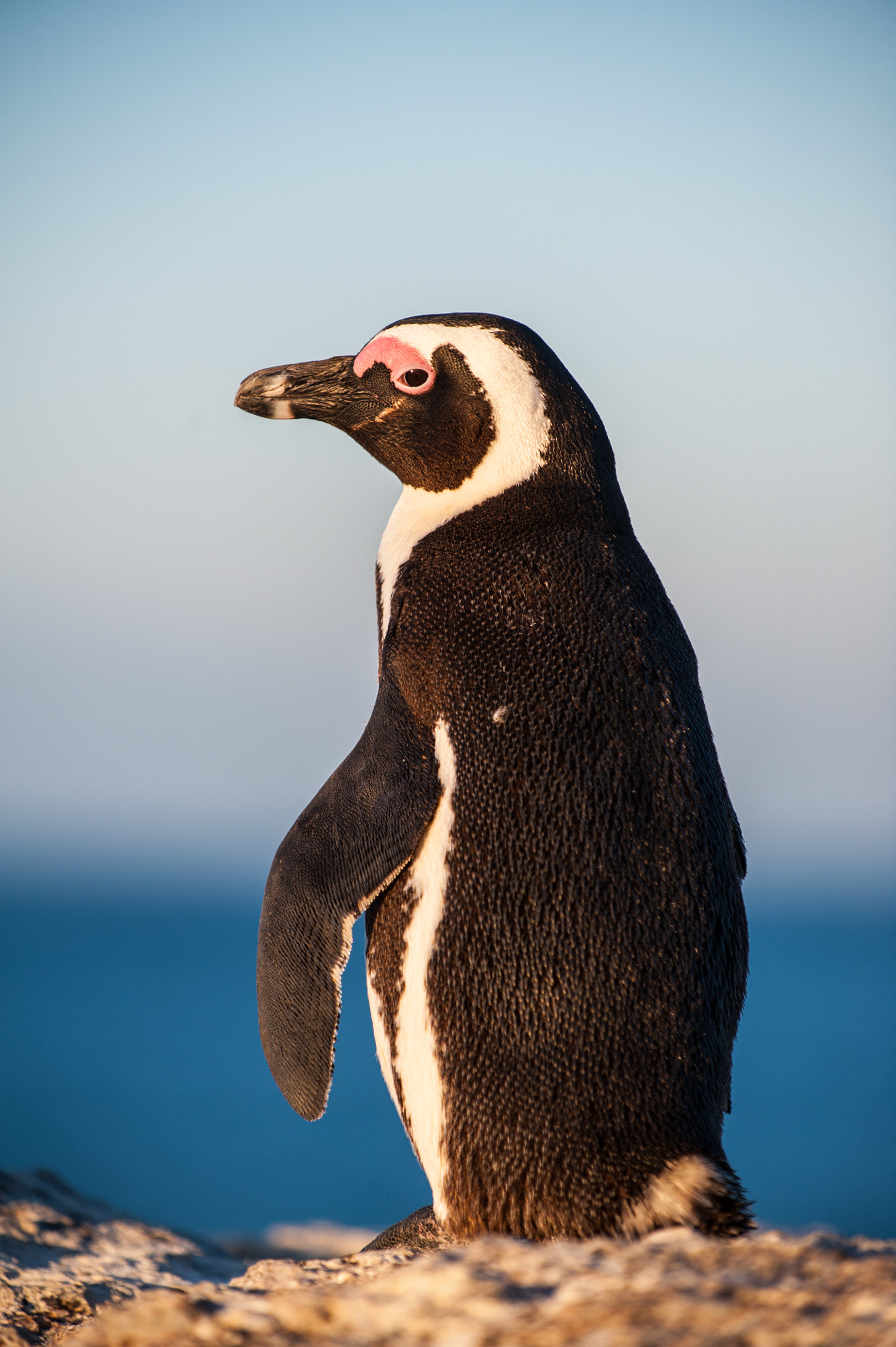 Nikon D3 sample photo. Drowsy penguin standing in the sunshine photography