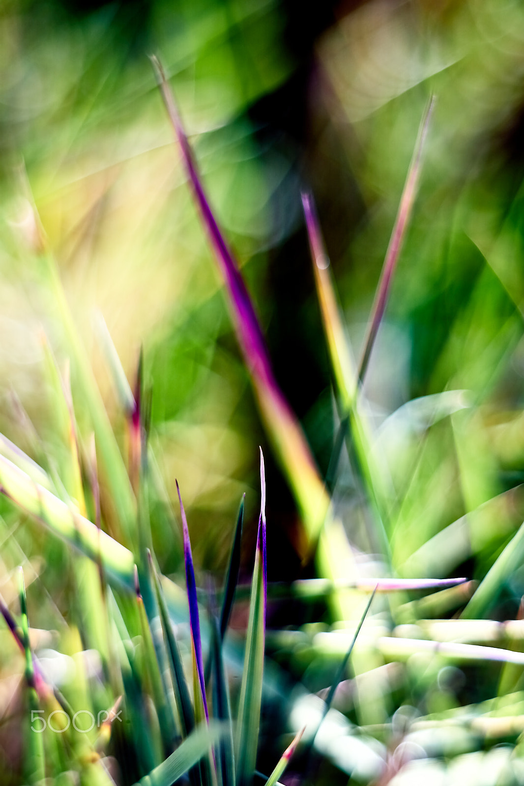 Sony ILCA-77M2 + Minolta AF 50mm F1.7 sample photo. Chromagrass ii photography