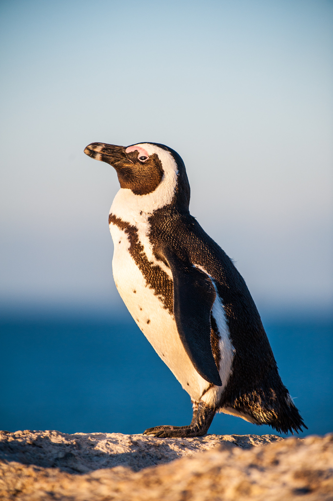 Nikon D3 sample photo. Sleepy penguin standing in the sunshine on a rock photography