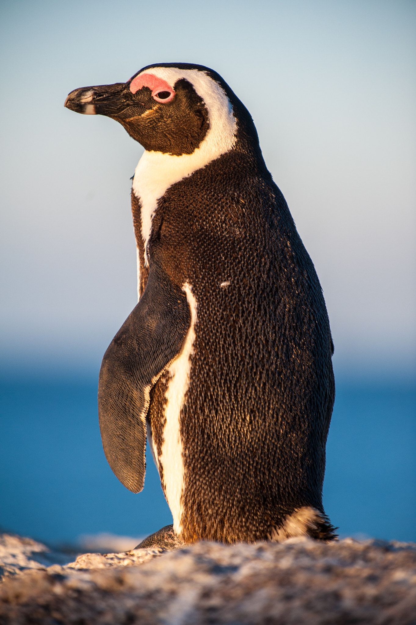 Nikon D3 sample photo. Sleepy penguin standing on a rock photography