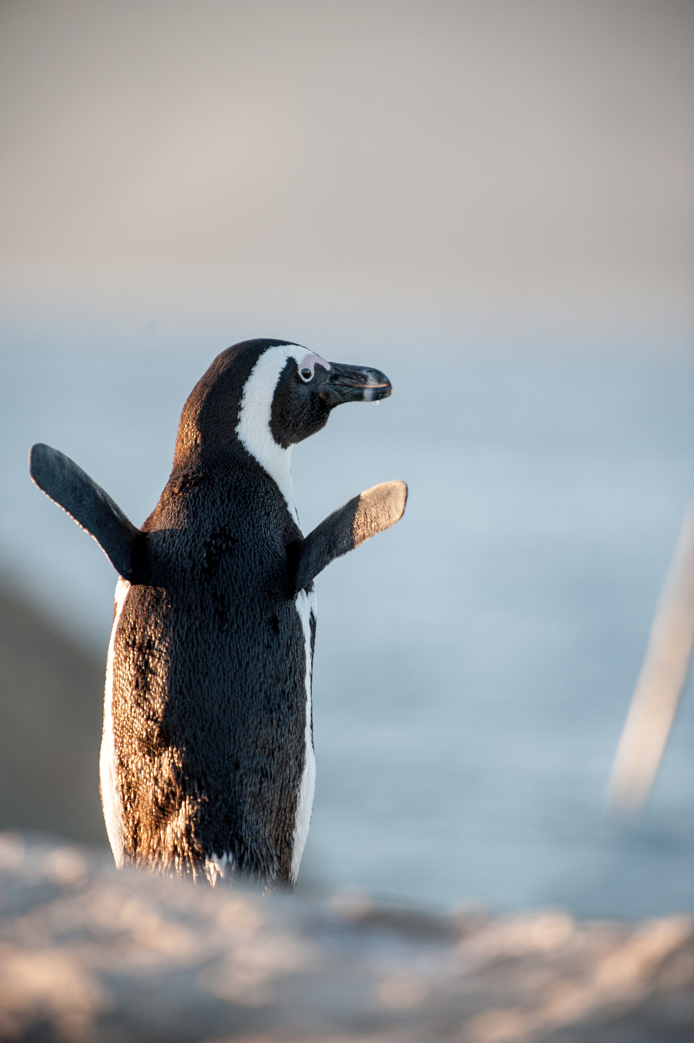 Nikon D3 sample photo. Waving penguin in the sunshine photography