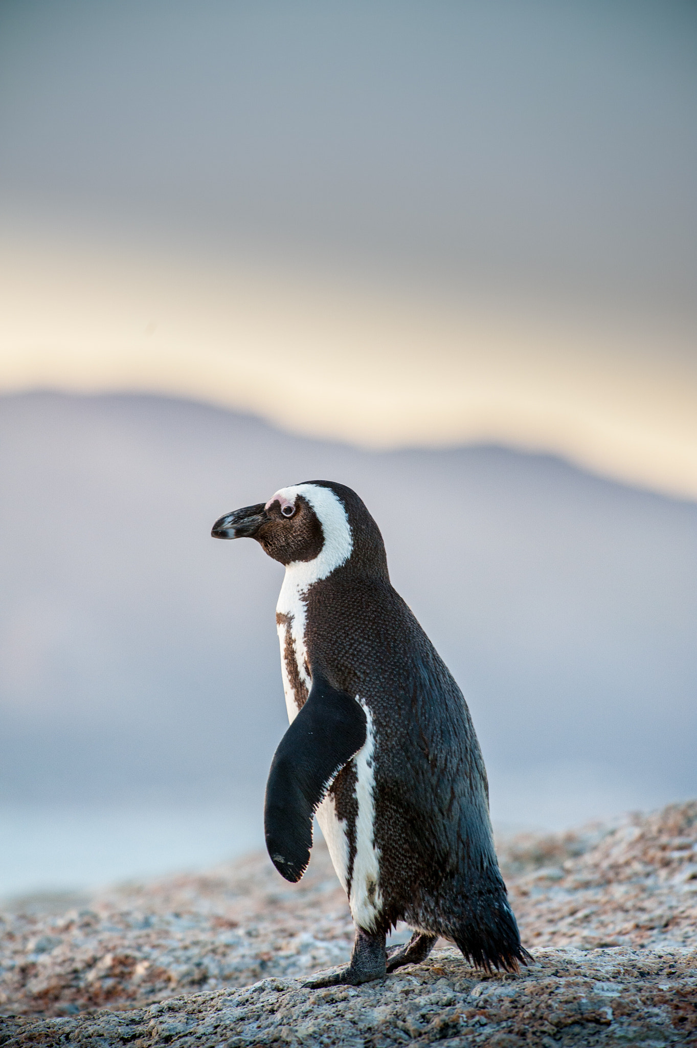 Nikon D3 sample photo. Penguin watiing photography