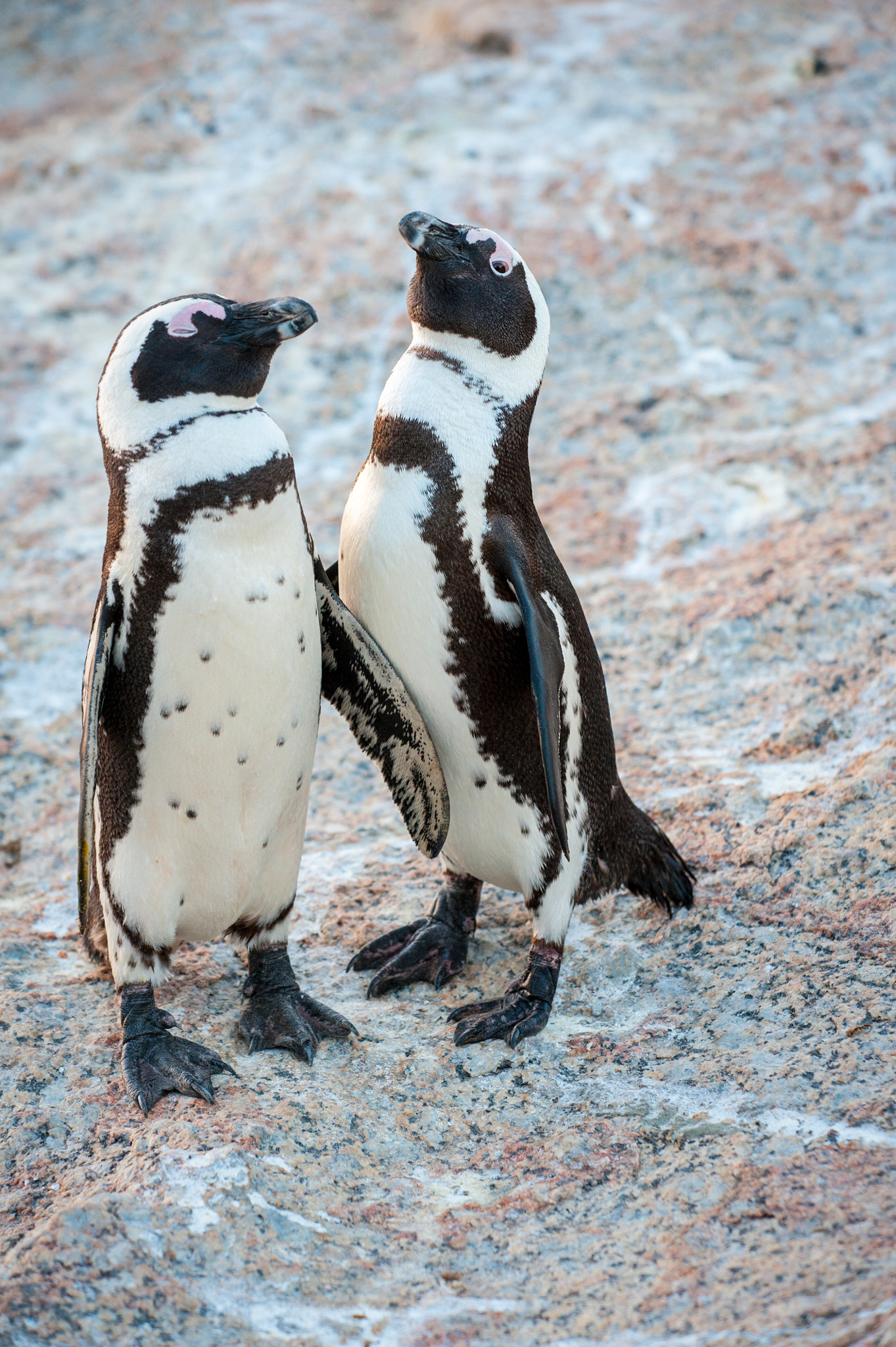 Nikon D3 sample photo. Two penguins that sleepy talk photography