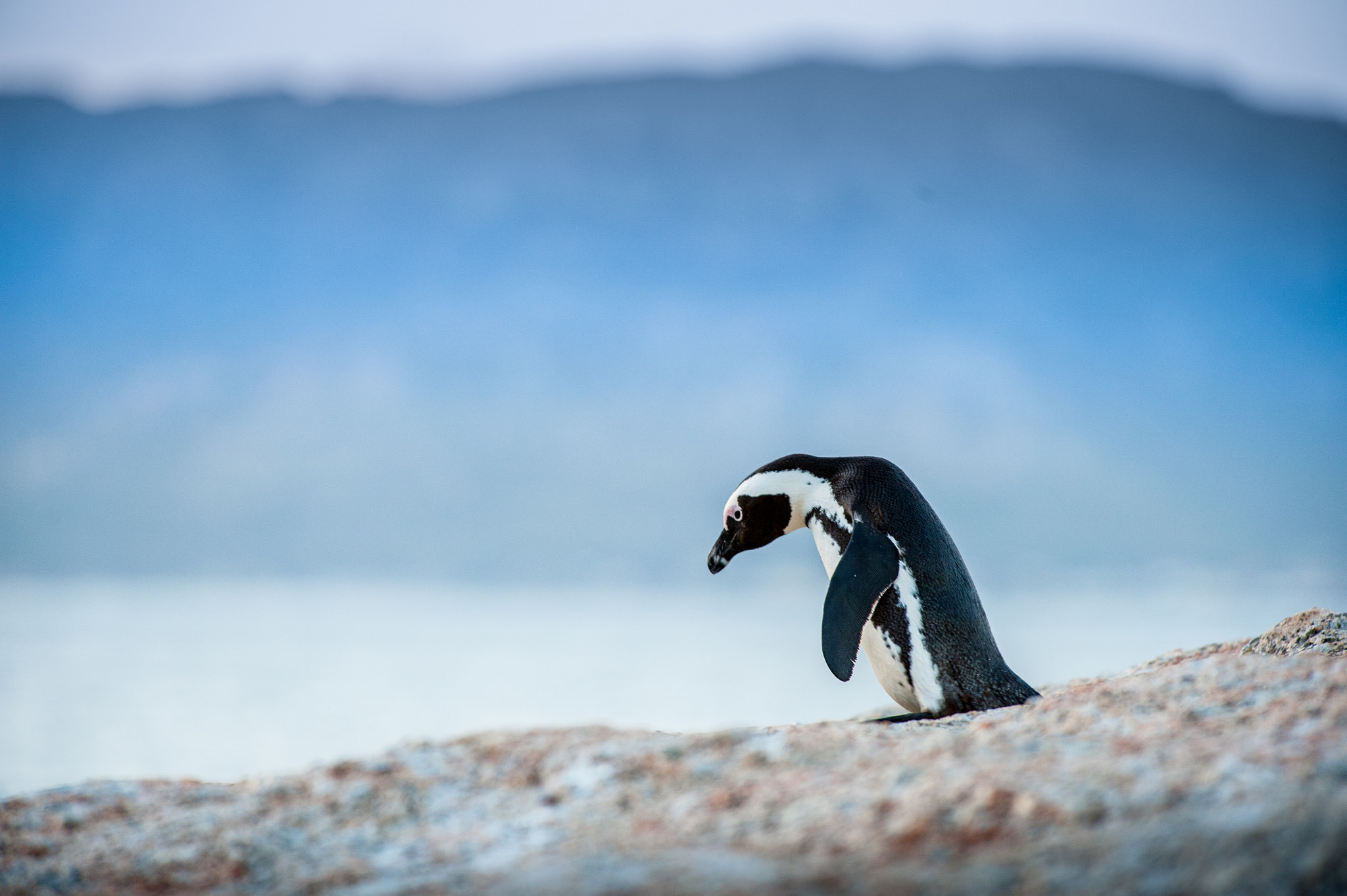 Nikon D3 sample photo. Sad pinguin photography