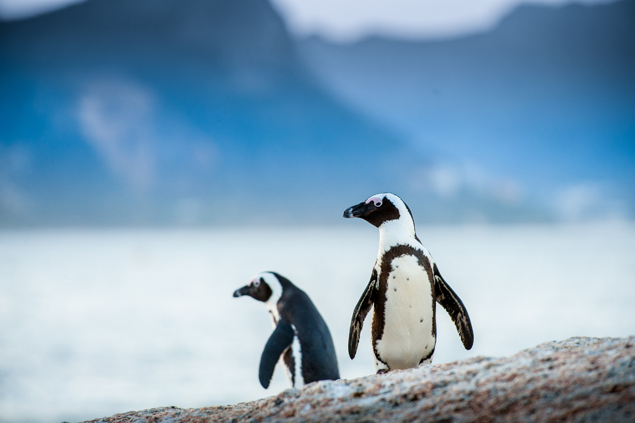 Nikon D3 sample photo. Two penguins looking out photography