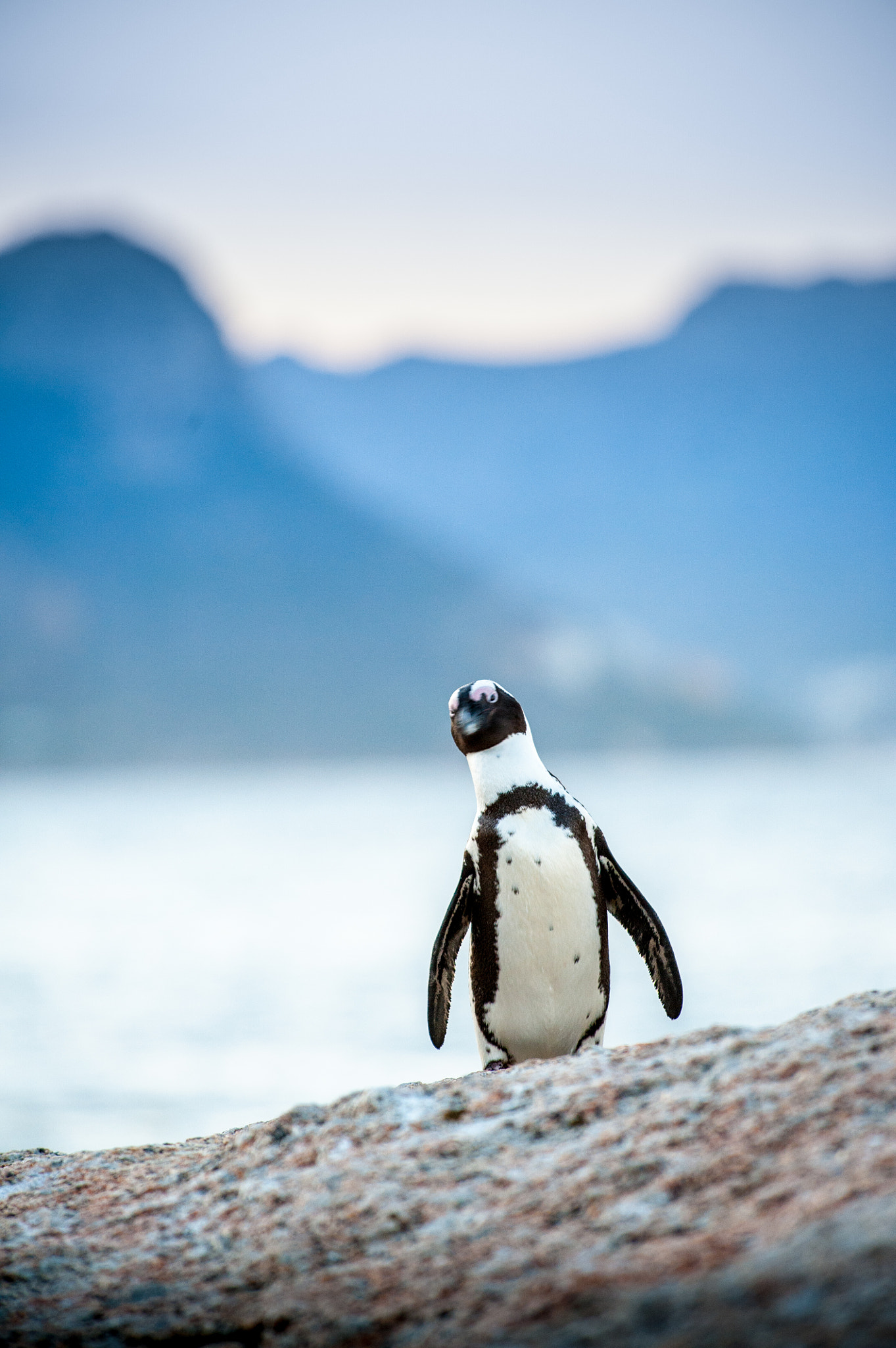 Nikon D3 sample photo. Curious penguin photography