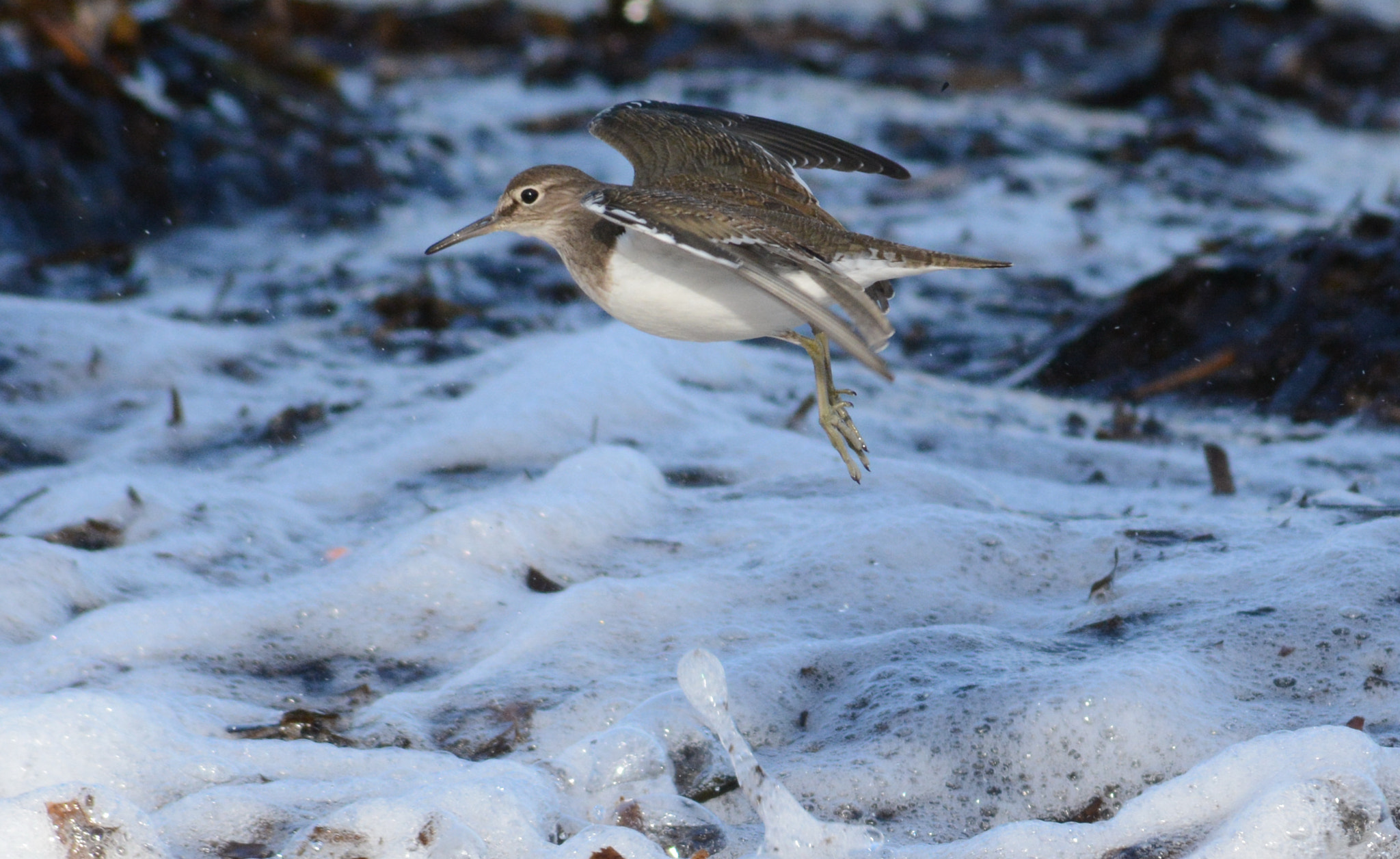 Sigma 70-300mm F4-5.6 APO DG Macro sample photo. Common sandpiper : overflying the foam photography