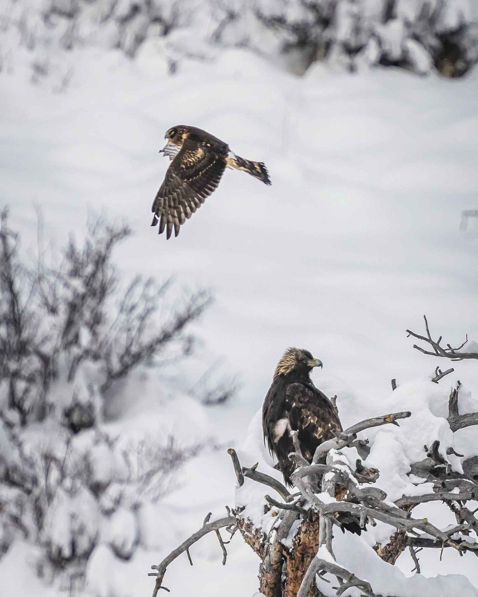 Canon EF 400mm F4 DO IS II USM sample photo. Northern harrier & golden eagle photography