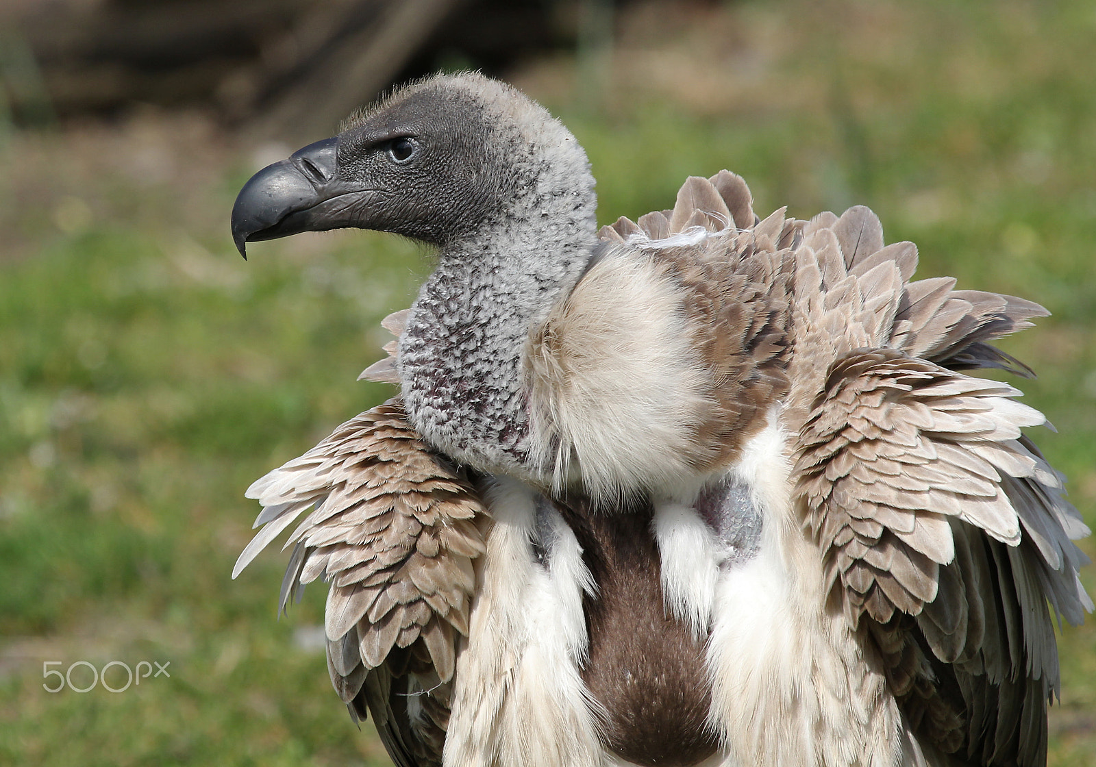 Canon EF 100-400mm F4.5-5.6L IS USM sample photo. Griffon vulture photography