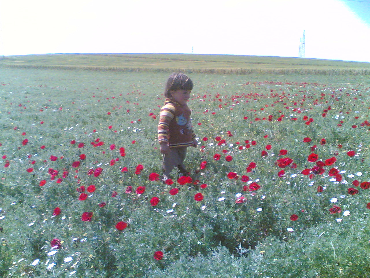 Nokia 6630 sample photo