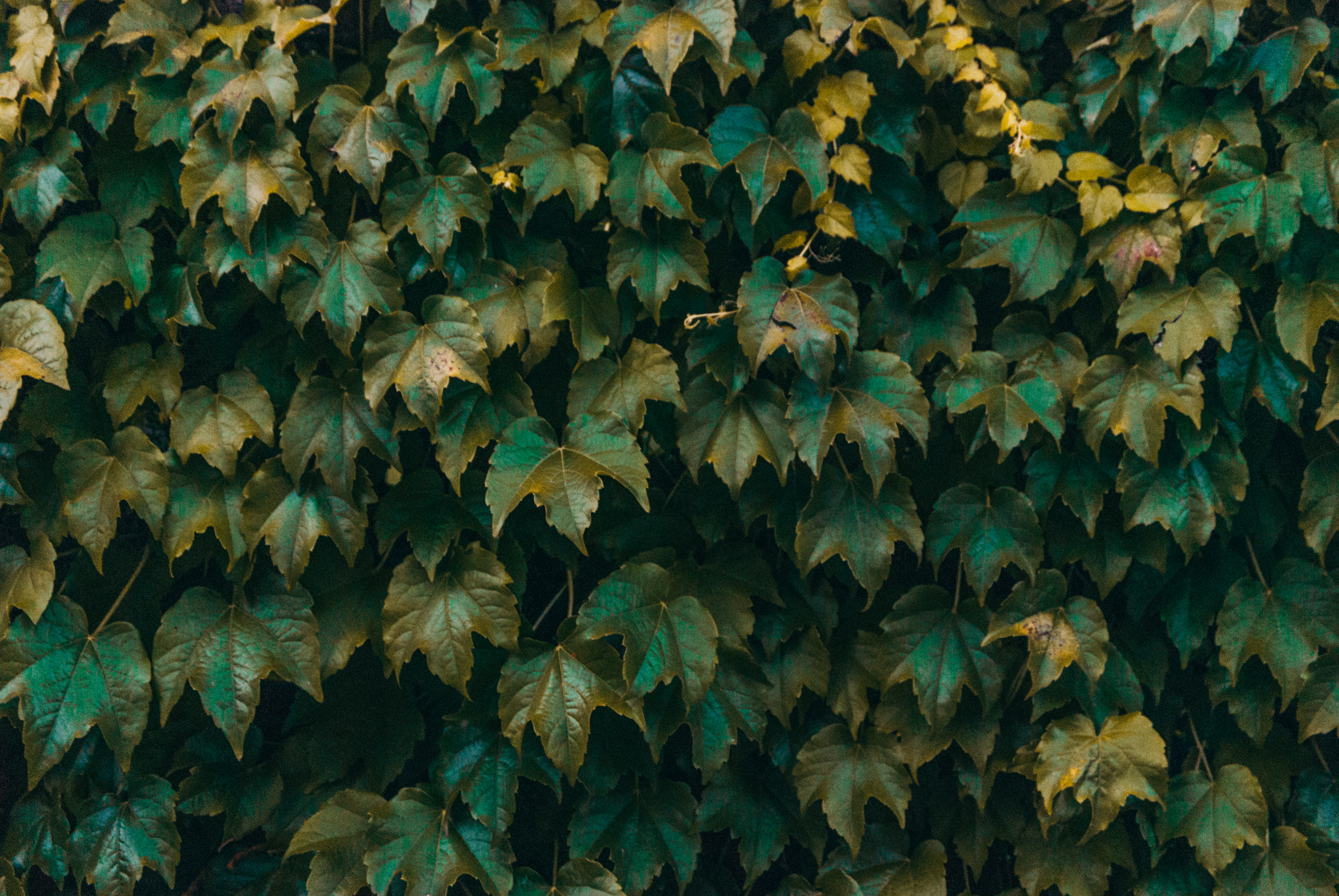 Nikon D60 sample photo. Ivy photography