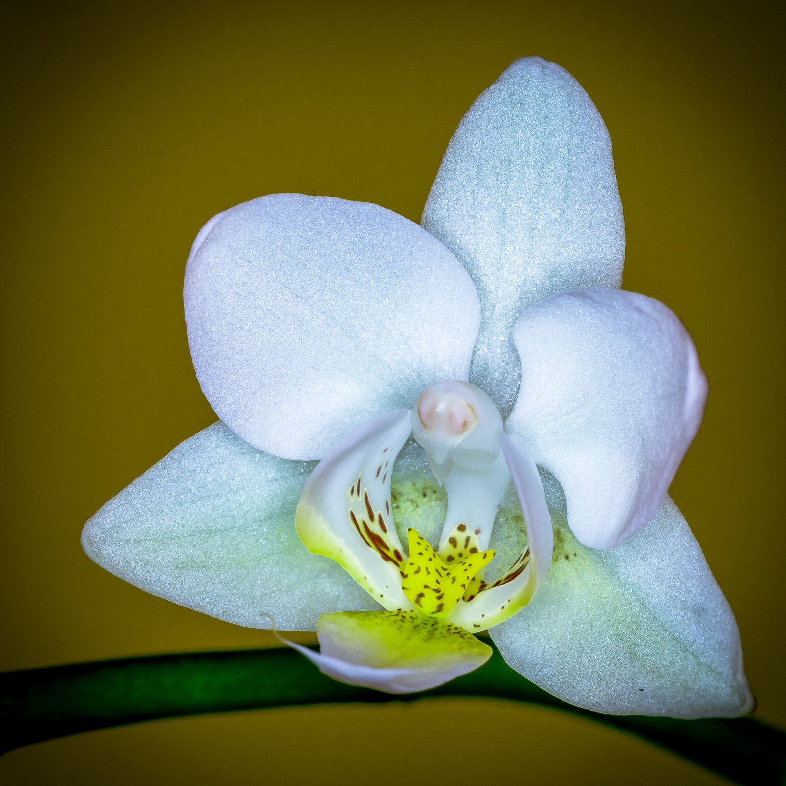 Sony SLT-A58 + 105mm F2.8 sample photo. Mini orchidee photography