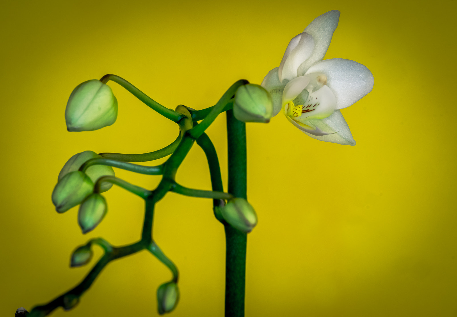 Sony SLT-A58 + 105mm F2.8 sample photo. Mini orchidee photography