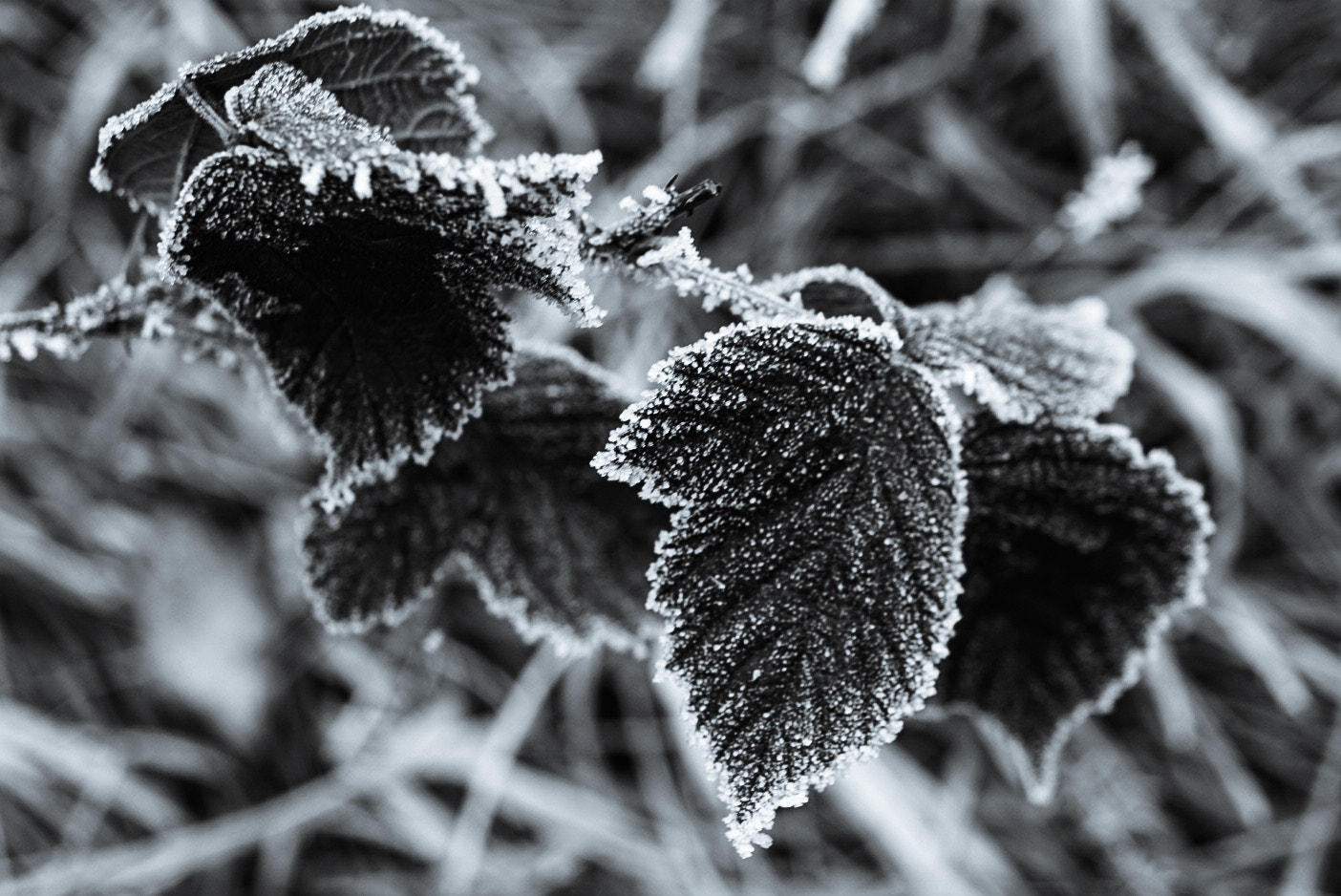 Sony Alpha QX1 + Sony E 30mm F3.5 Macro sample photo. Frozen world photography