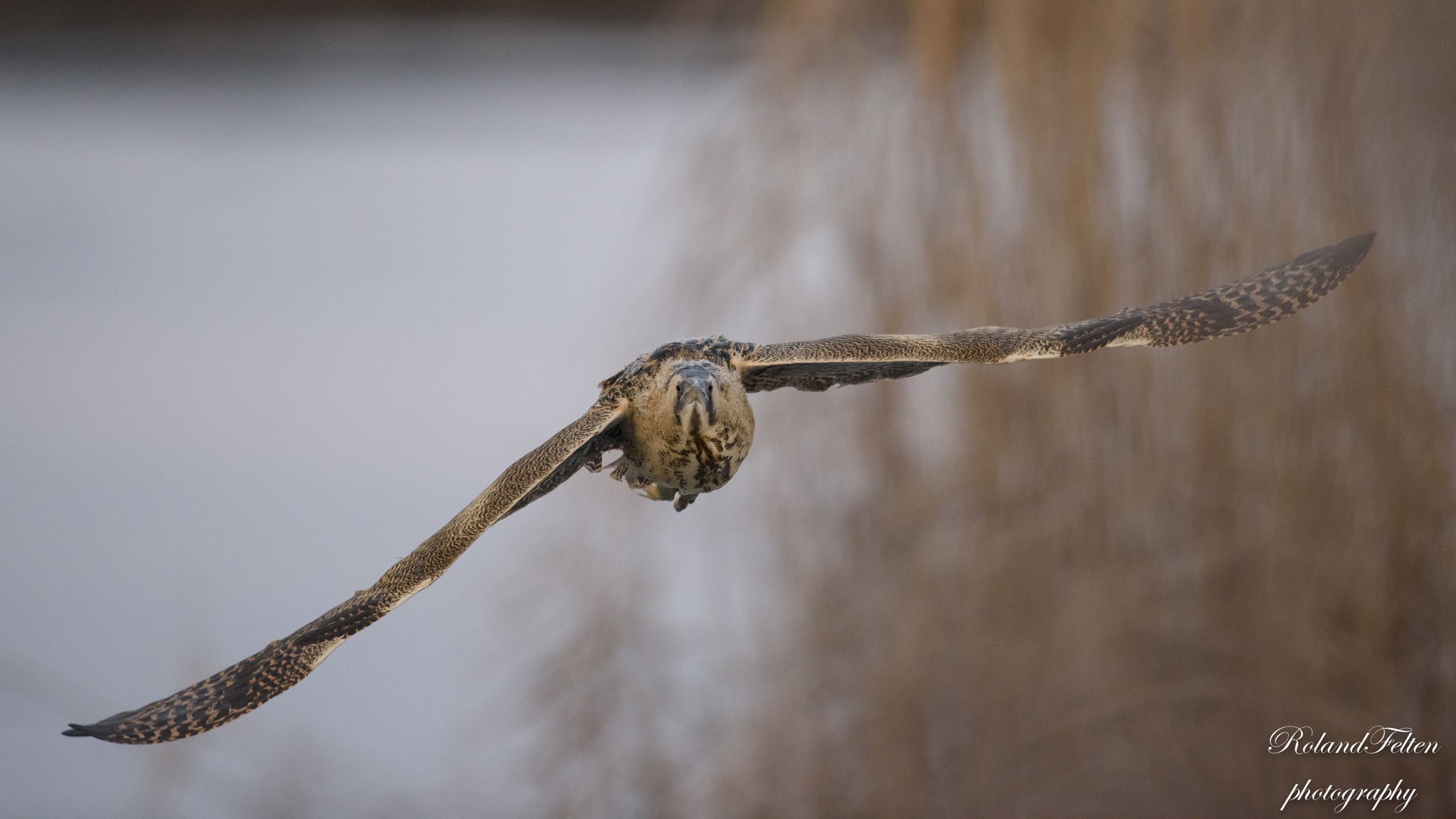 Nikon D810 + Nikon AF-S Nikkor 600mm F4G ED VR sample photo. Heading towards you photography