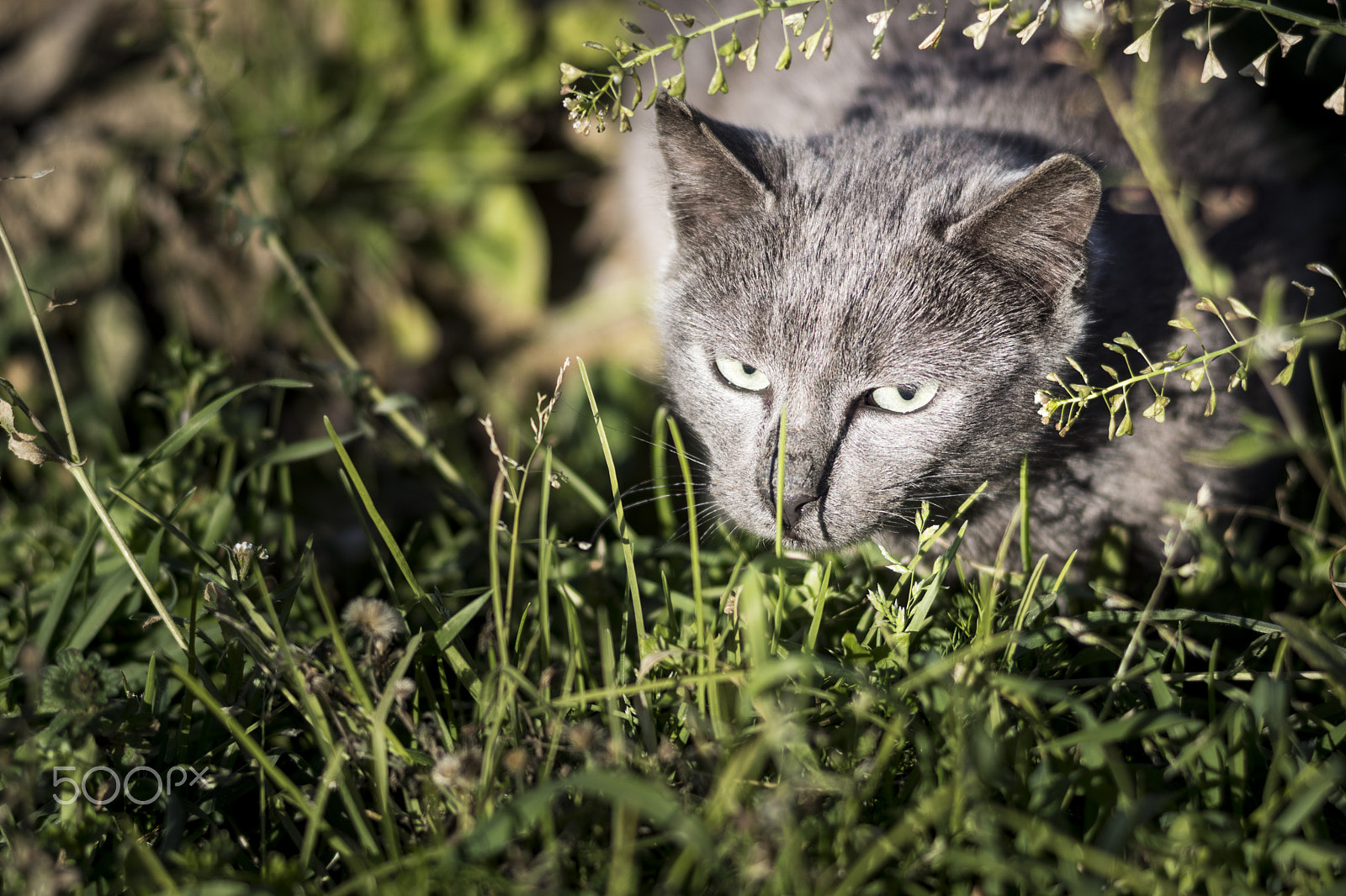 Sony SLT-A68 sample photo. Into the meadow photography