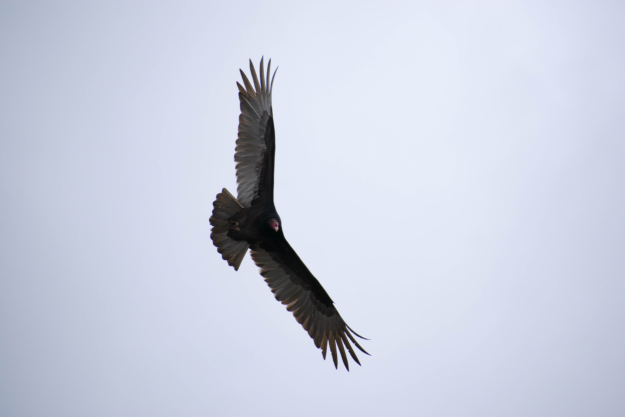 Nikon AF-S Nikkor 70-200mm F2.8G ED VR II sample photo. Vulture in flight photography