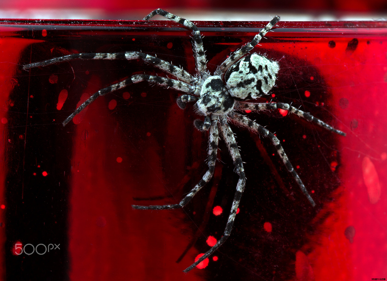 Sony a99 II + 90mm F2.8 Macro SSM sample photo. Philodromus margaritatus closeup photography